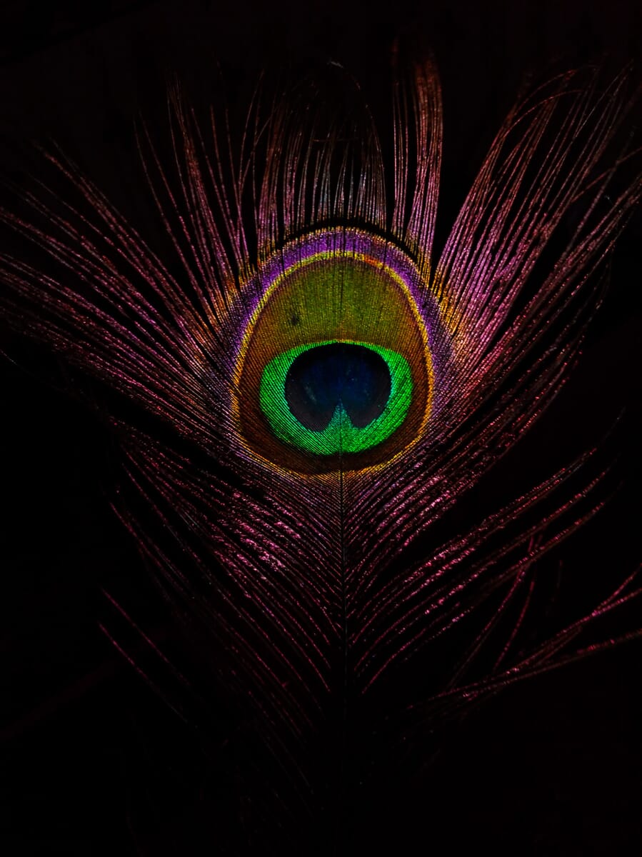 Iridescent peacock feather showing intricate barb patterns against a dark background