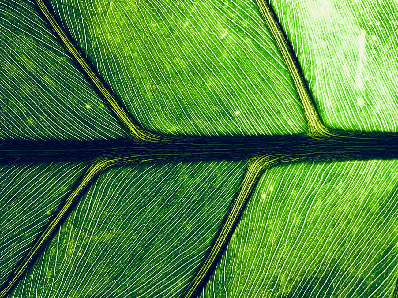 Extreme close-up of green leaf showing intricate vein patterns and cellular structure