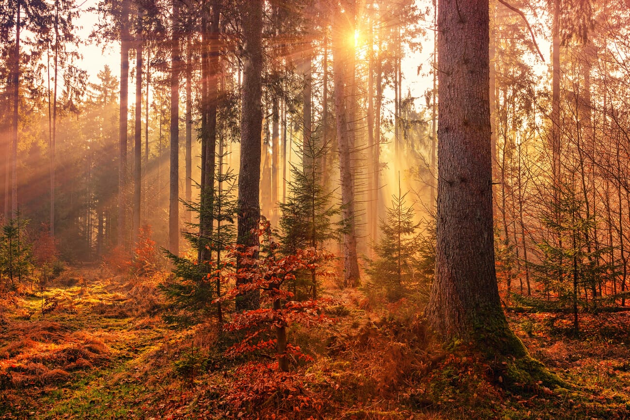 Sunlight streaming through an autumn forest creating golden rays between textured tree trunks