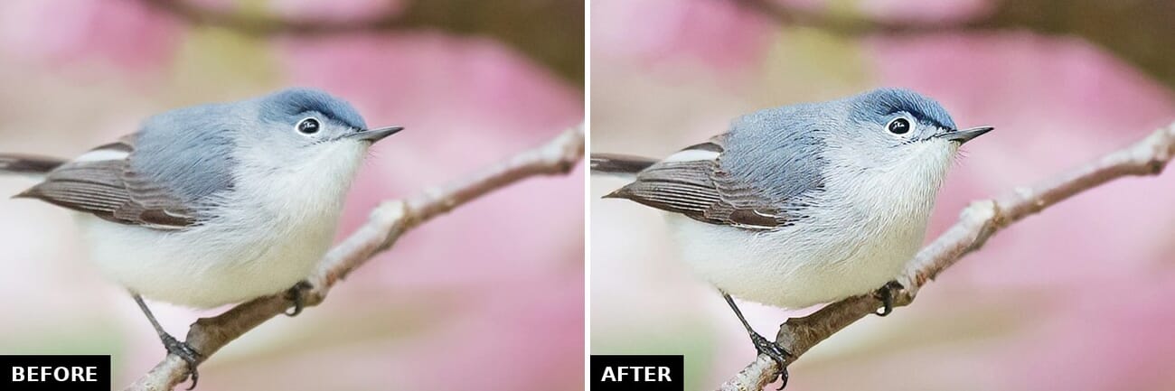 Before and after of a songbird photo sharpened with the Topaz Wildlife model showing recovered feather detail
