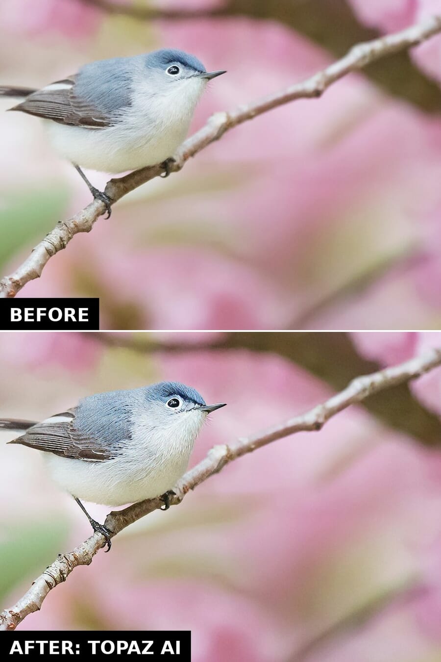 Vertical before and after comparison of a songbird photo sharpened with Topaz AI via the API