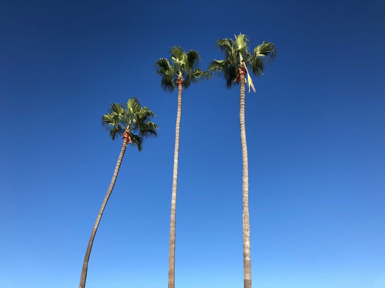 Three palm trees against a blue sky whose crowns form an implied triangle