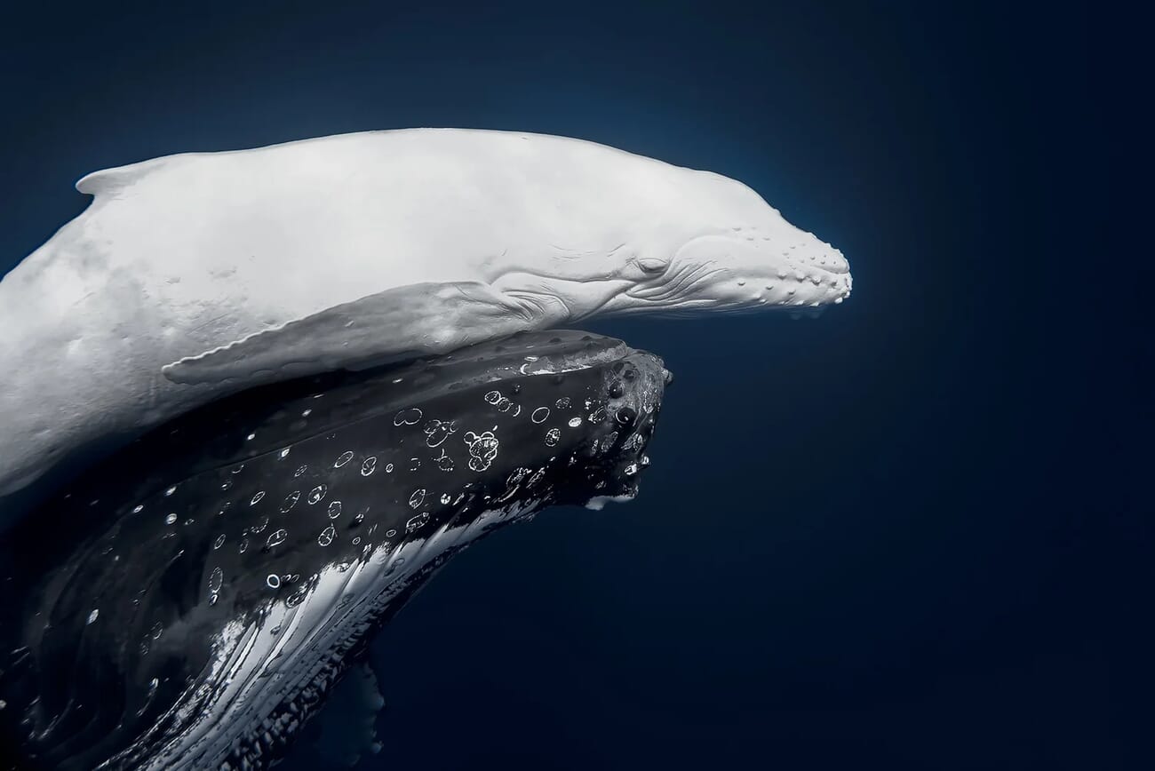 Mãhina - rare white humpback whale calf swimming with mother in Tonga by Jono Allen