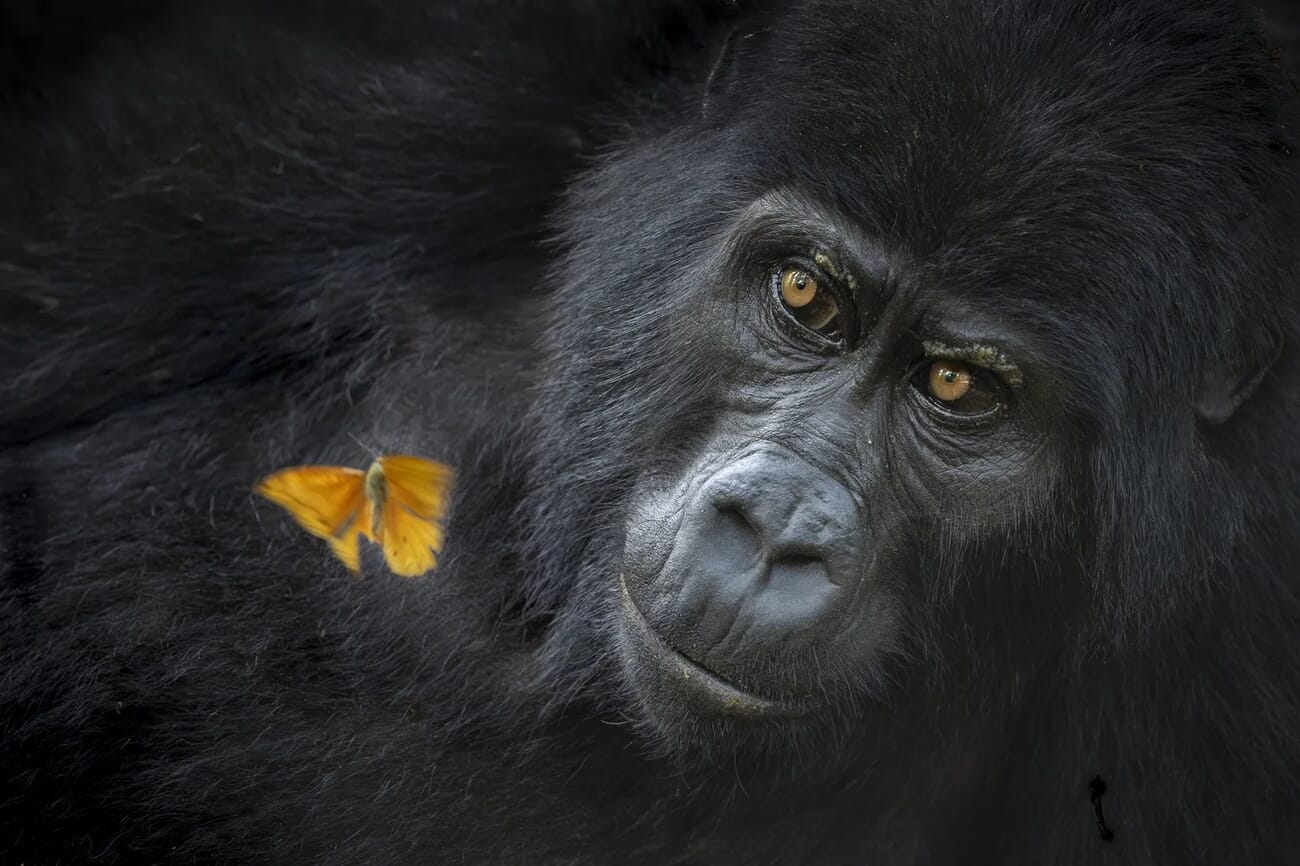 Shared Wonder - young gorilla observing butterfly in Bwindi Forest Uganda by Mary Schrader