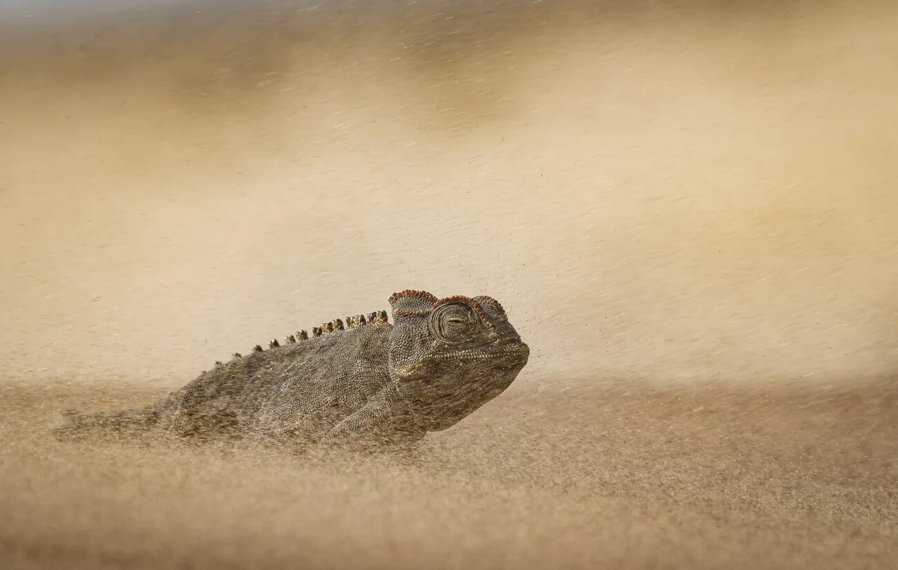 Stoicism in a Sandstorm - Namaqua chameleon enduring desert sandstorm in Namib by Dewald Tromp