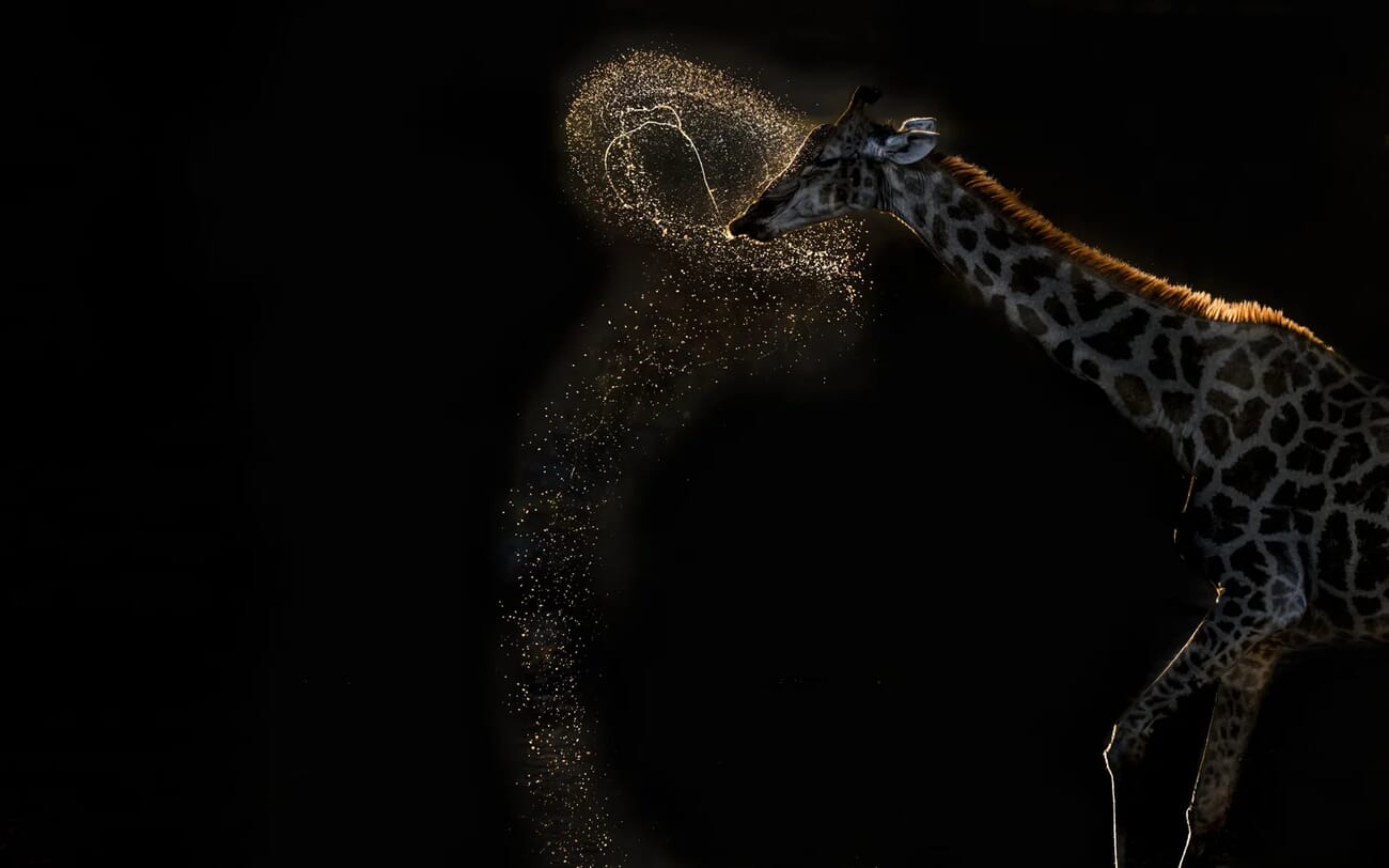 Water Ballet - giraffe expelling arc of water droplets at sunset in Botswana by Vaidehi Chandrasekar