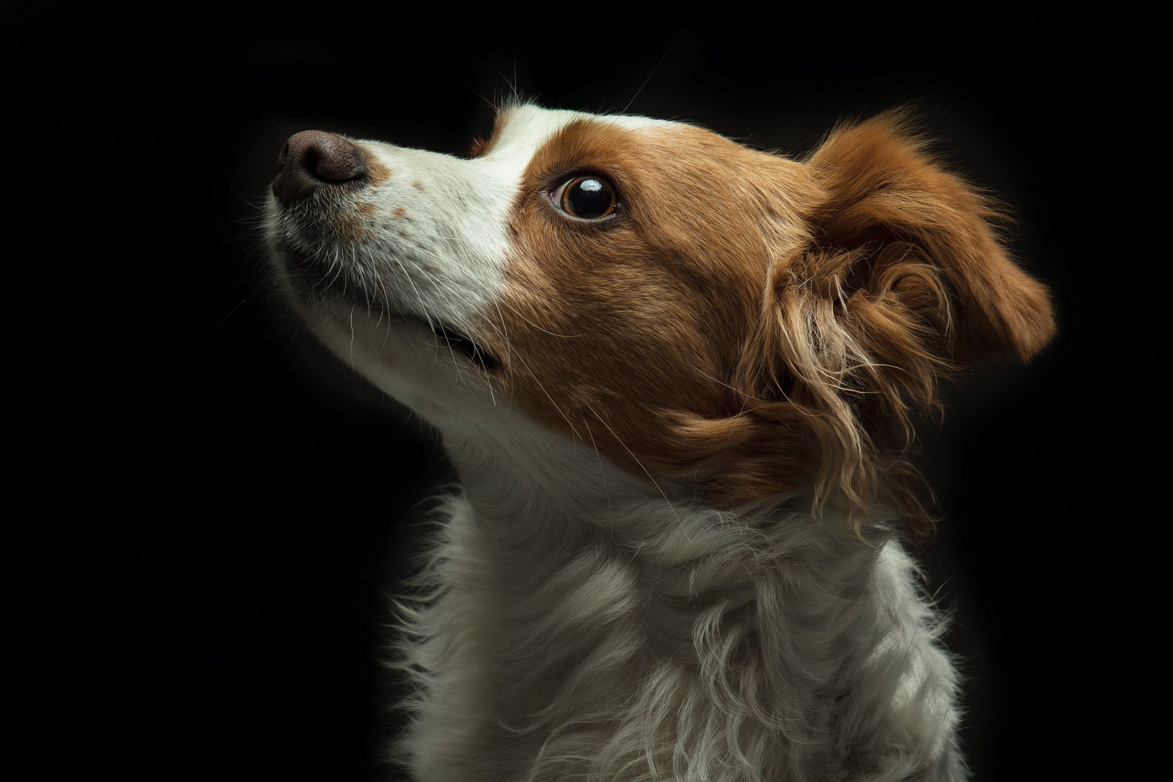 Dramatic lighting for dramatic results.