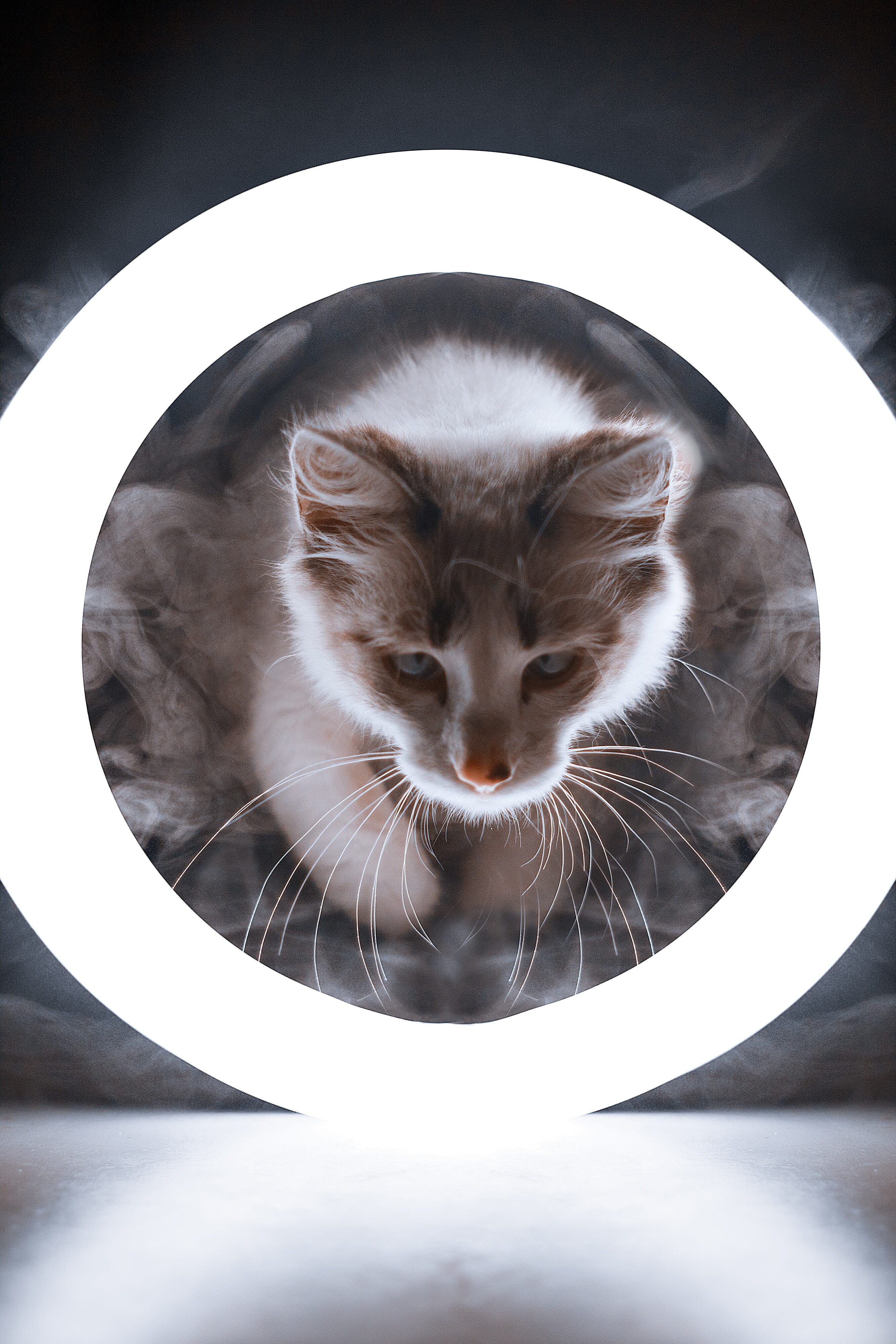 There are so many ways to use a ring light with animals. You can shoot them through it...