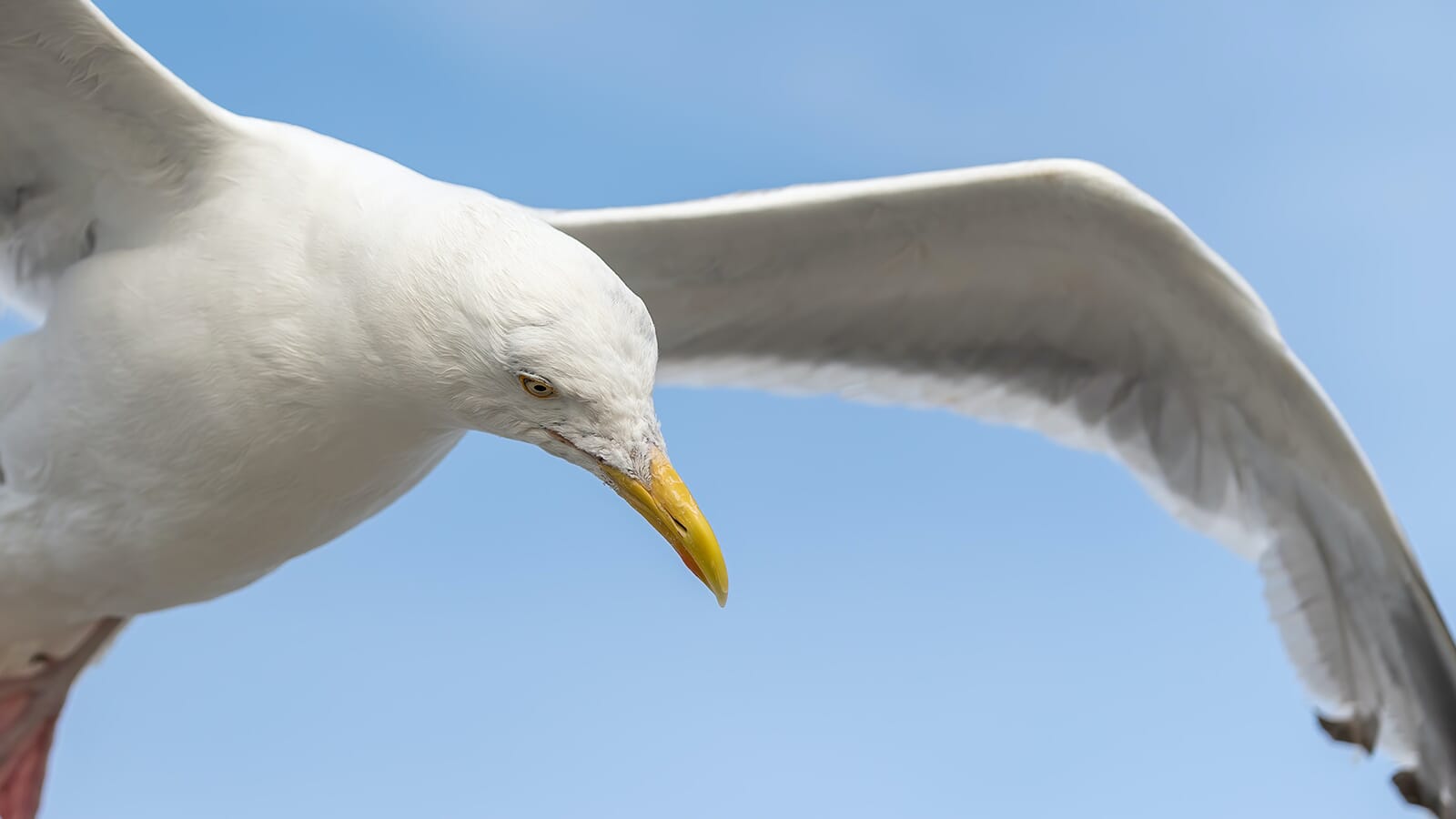 A closeup of a seabird