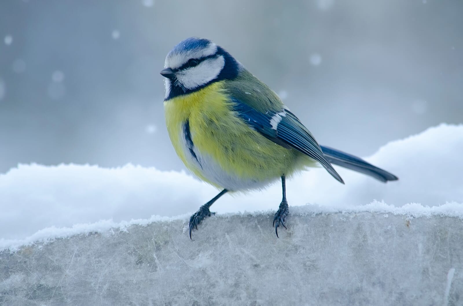 A gorgeous Blue Tit sits on the frost in winter