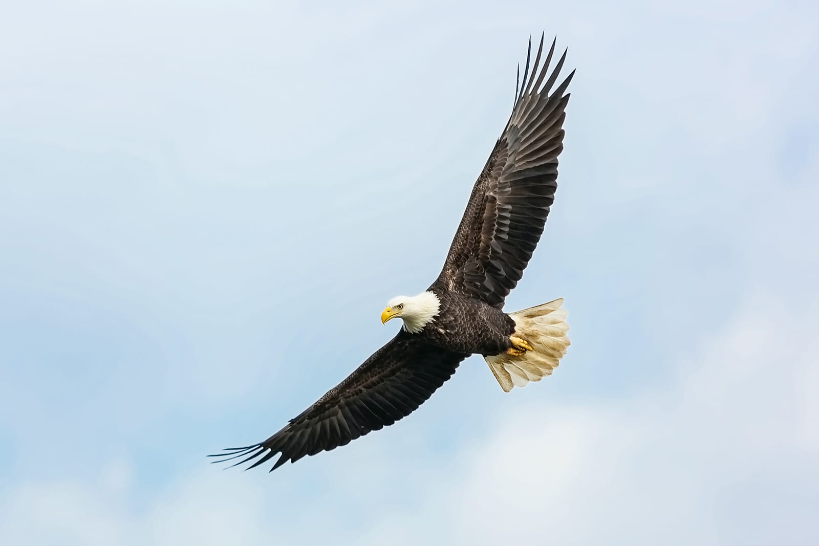 A Golden Eagle flies gracefully through the sky