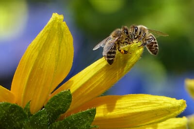 Best Macro Lenses for Nikon (11 Top Picks in 2022)