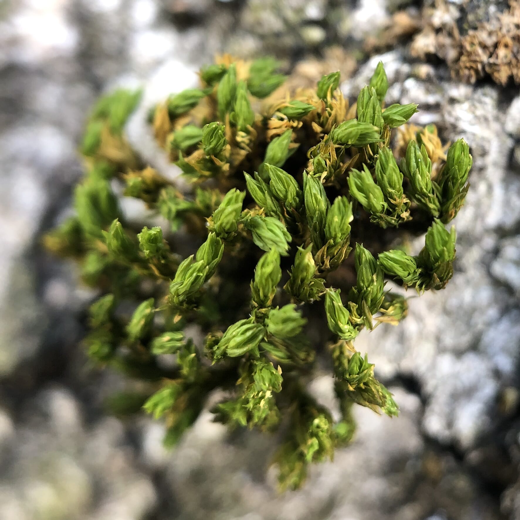 close up of tree trunk