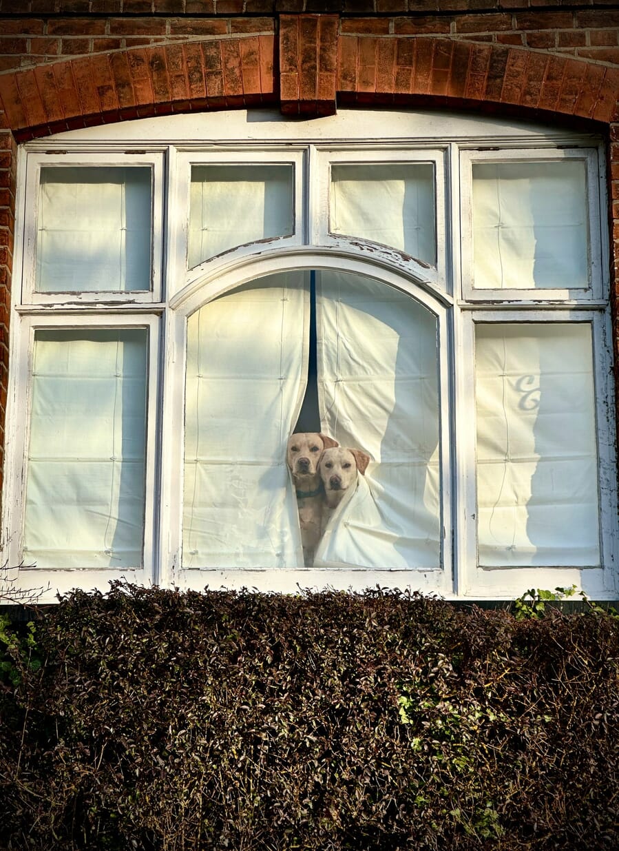 Animals category winner, a dog peering through parted curtains in an arched window by Peter Crome