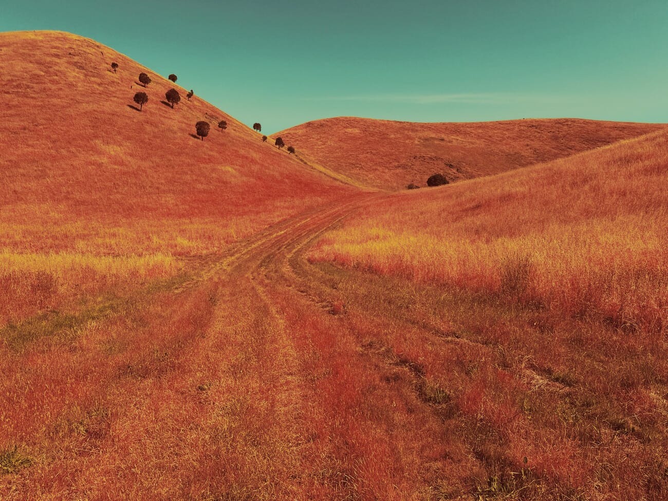 Landscape category winner, a dirt track through golden grass near Camperdown by Anthony Ginns