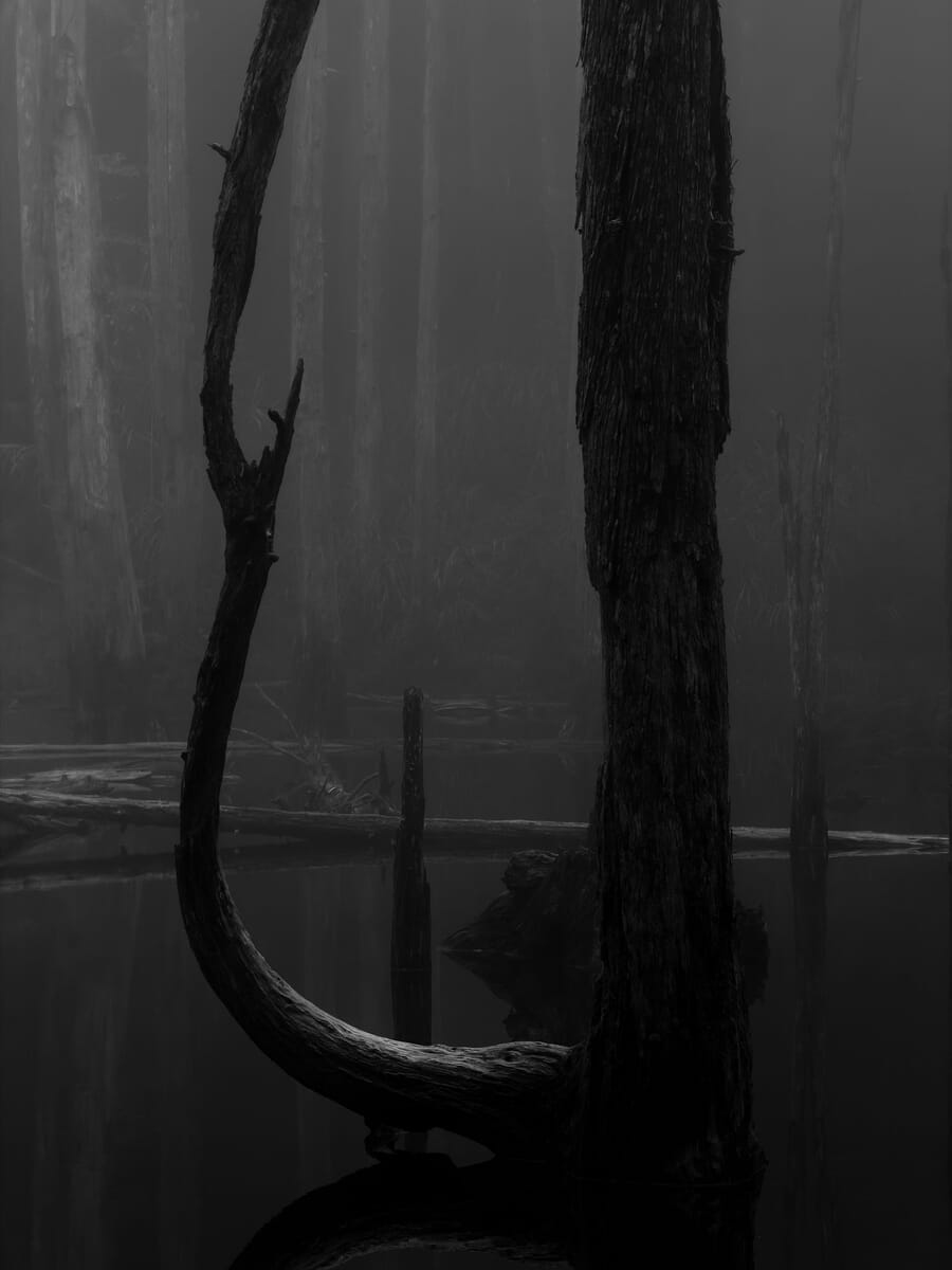 Series category winner Lugu frame 1, misty forest in Nantou County Taiwan by Lasda Takbanuaz