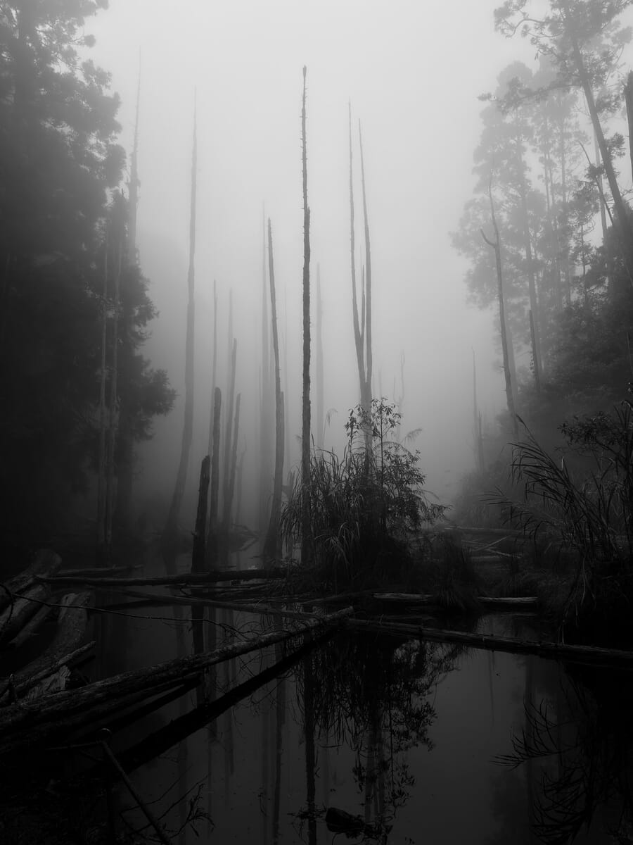 Series category winner Lugu frame 2, thickening fog in the forest by Lasda Takbanuaz