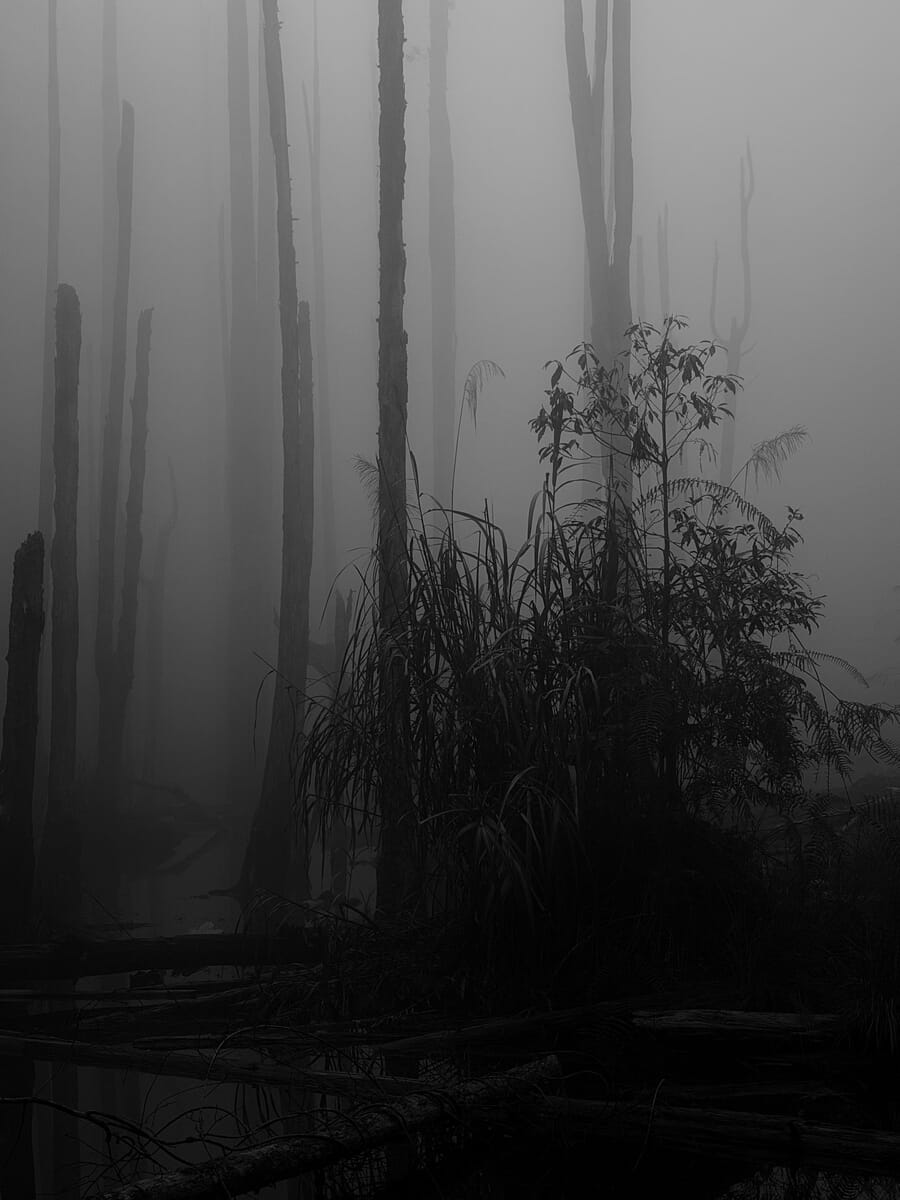 Series category winner Lugu frame 3, final frame of the misty forest sequence by Lasda Takbanuaz