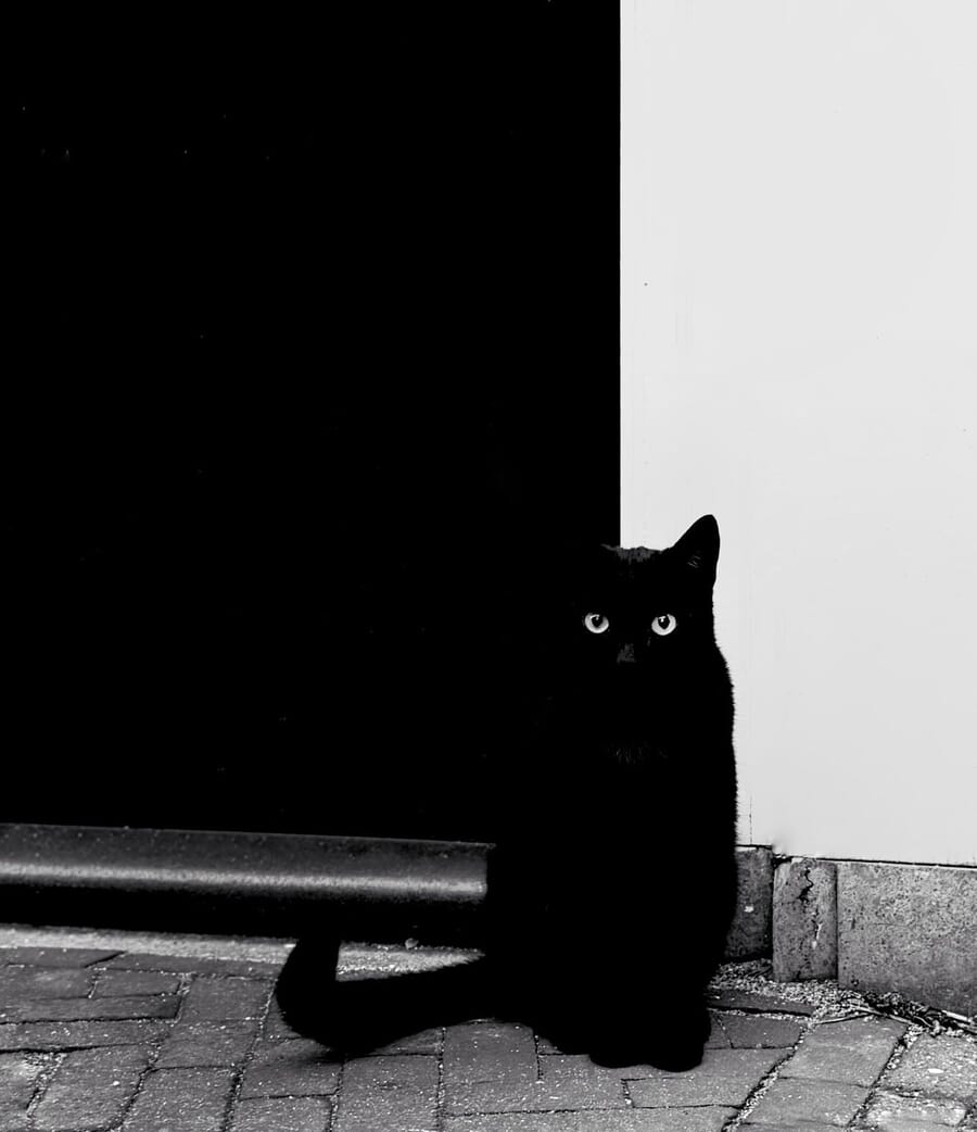 Silver winning photo of the 2026 iPhone Photography Awards: a black cat nearly dissolving into a black-and-white painted backdrop, only its eyes standing out