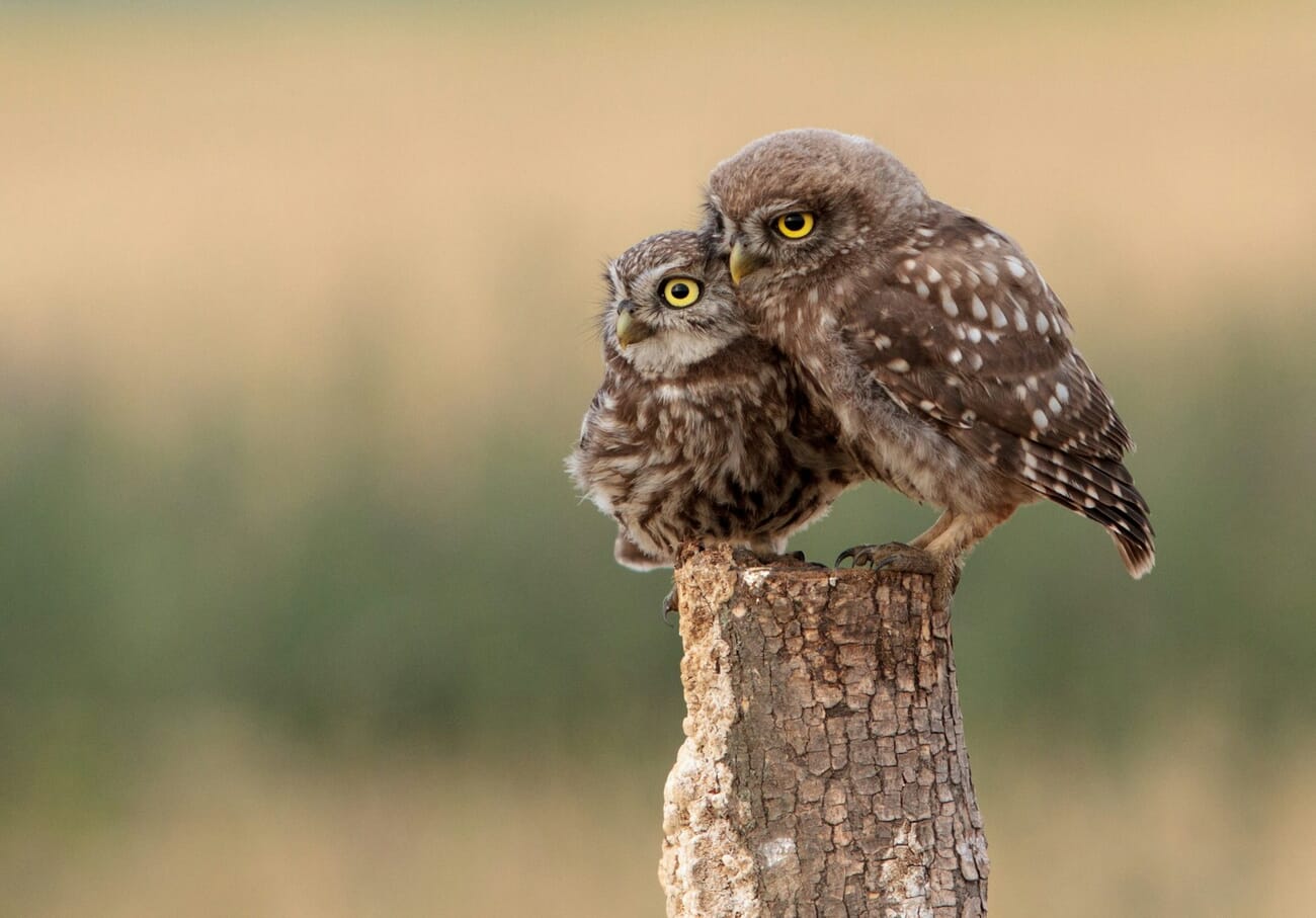 Two owls perched together, photographed with a telephoto lens