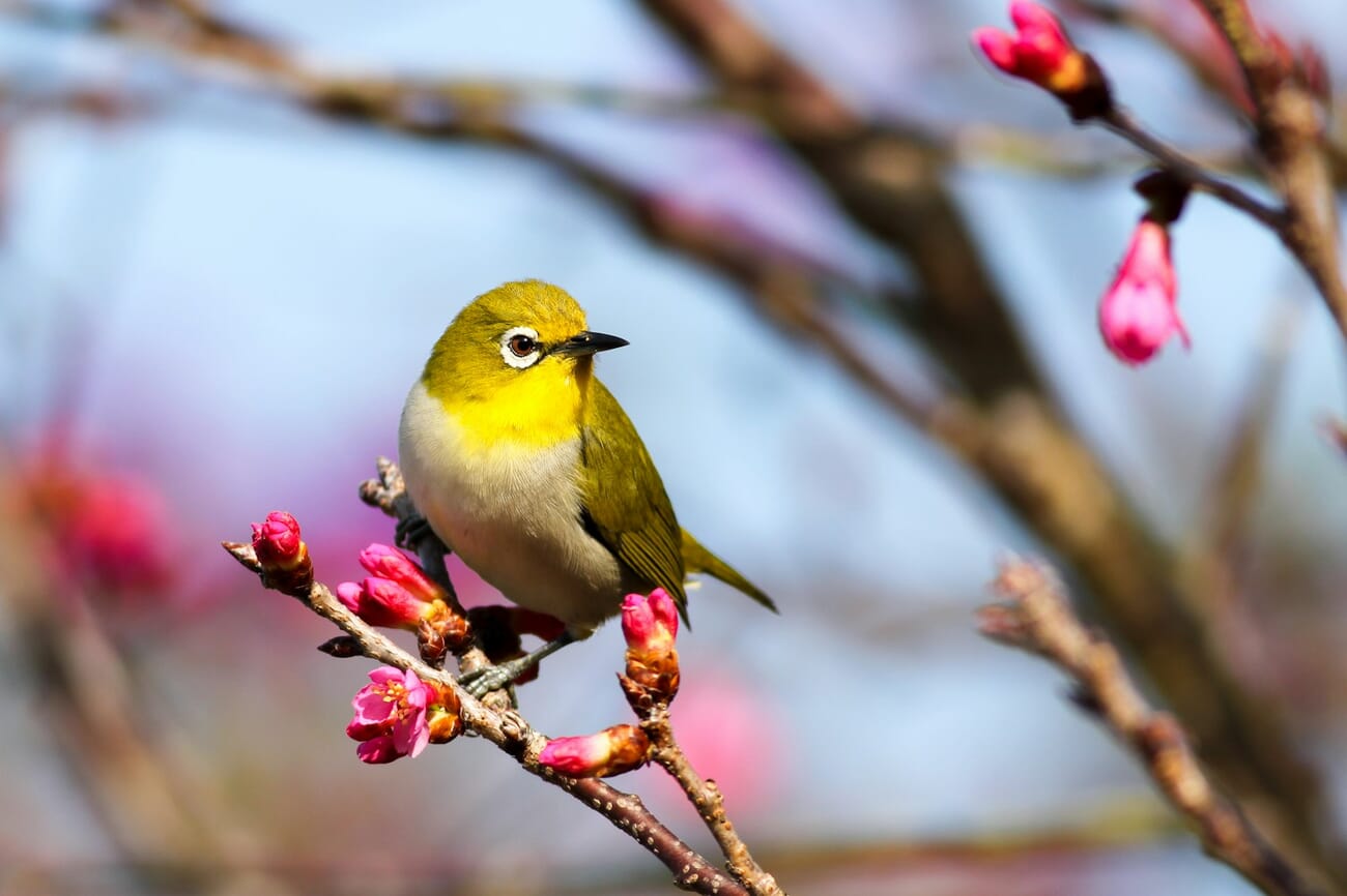 A yellow songbird perched among blossom, its plumage field marks clearly visible