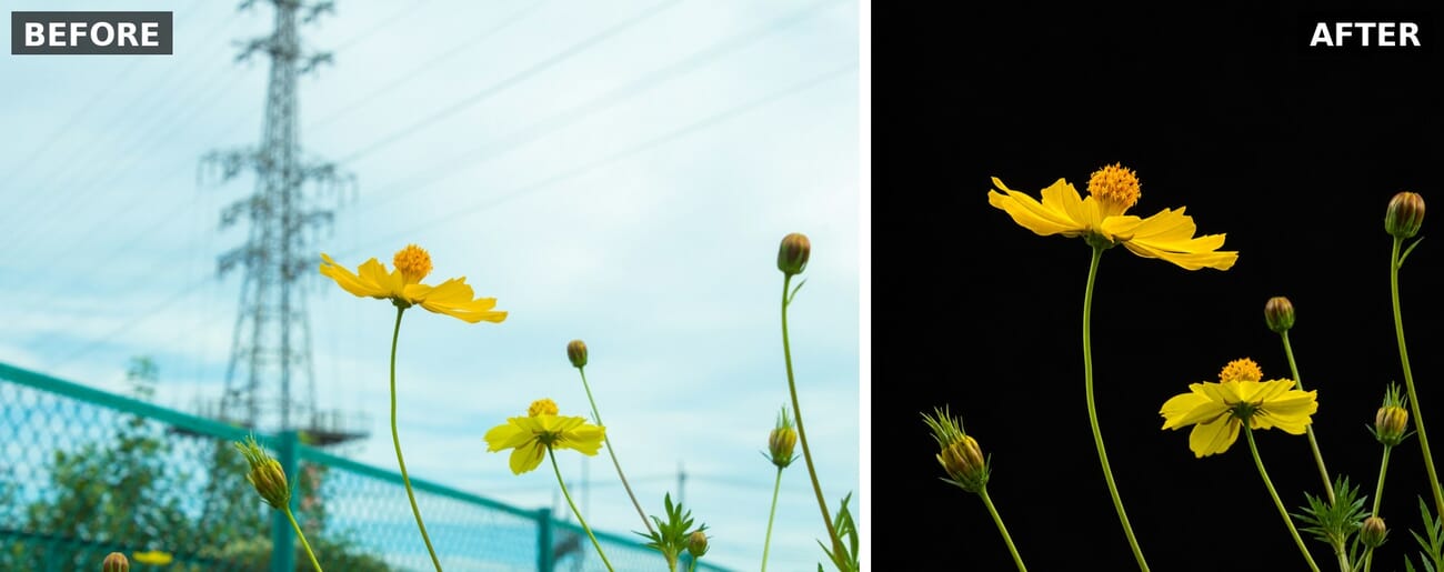 Before and after: outdoor flowers isolated onto a pure black studio background by GPT Image 2.5