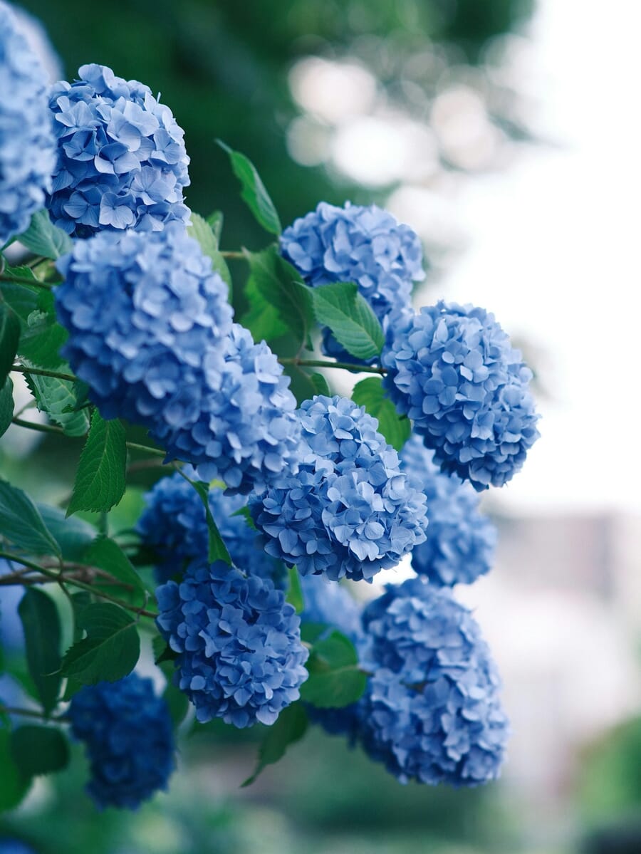 Blue hydrangea clusters isolated against a creamy bokeh background, shot with a wide-aperture prime lens