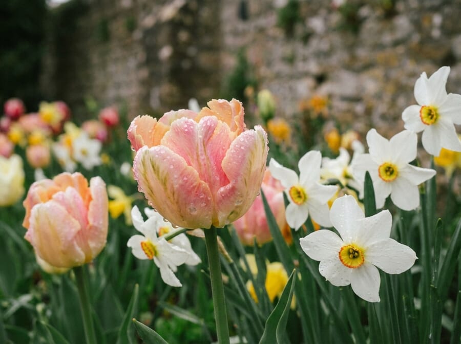 Spring tulips and daffodils in garden