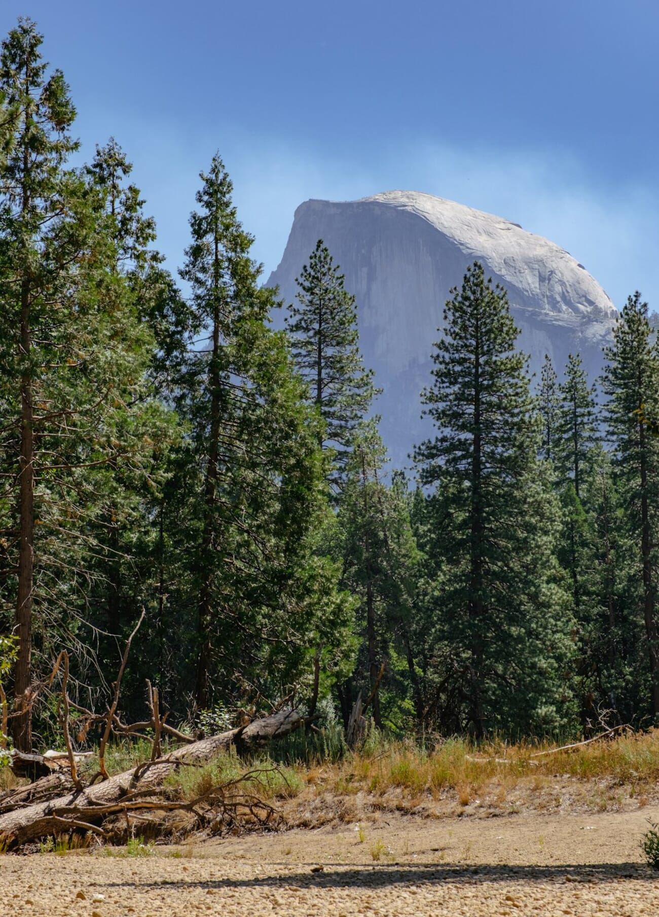 Half Dome peaking out from behind pine trees in Yosemite National Park