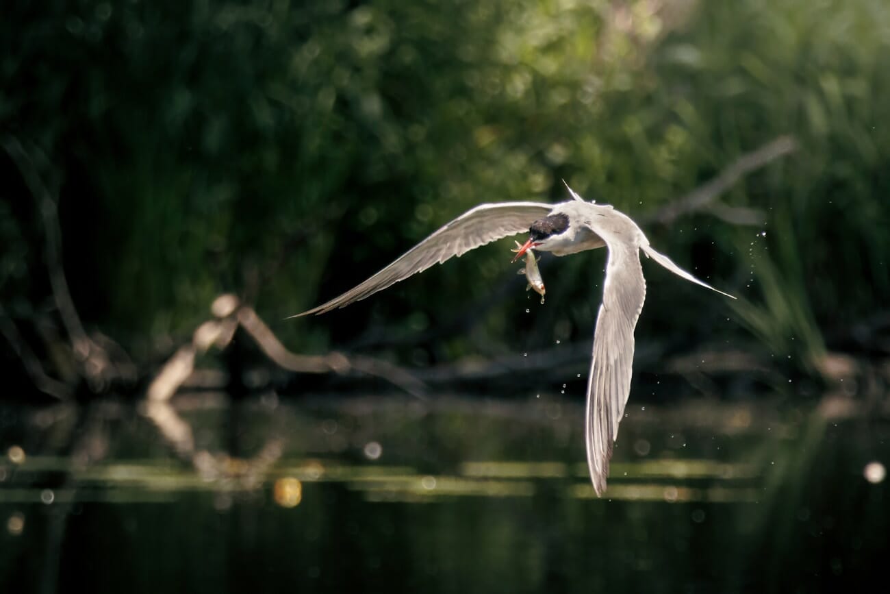 Tern catching fish mid-flight with water droplets frozen, shot on Canon EOS R10 at 400mm 1/1600s