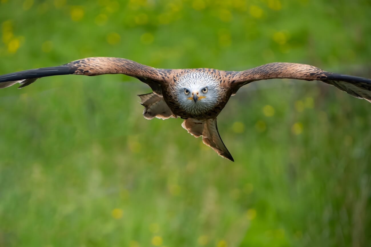 Red kite in flight head-on, shot on Fujifilm X-H2S at 300mm 1/3200s