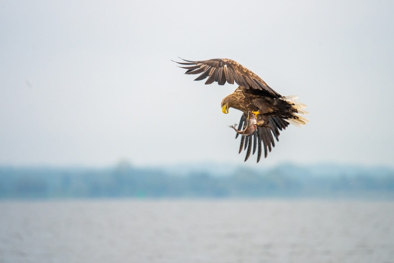 White-tailed eagle catching fish with talons extended, shot on Nikon Z6 III at 500mm 1/500s