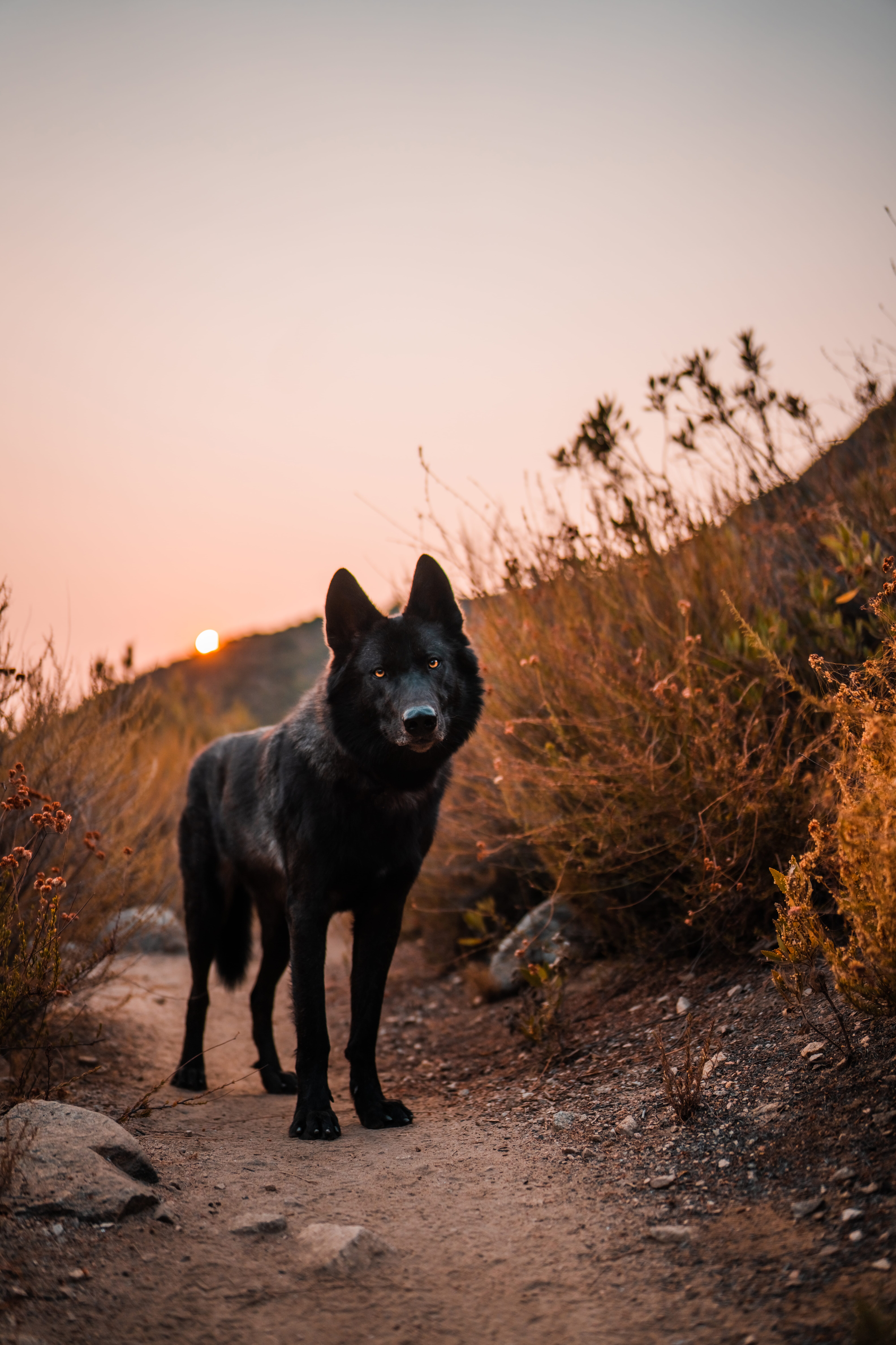 A matte print of Faelen the wolfdog.