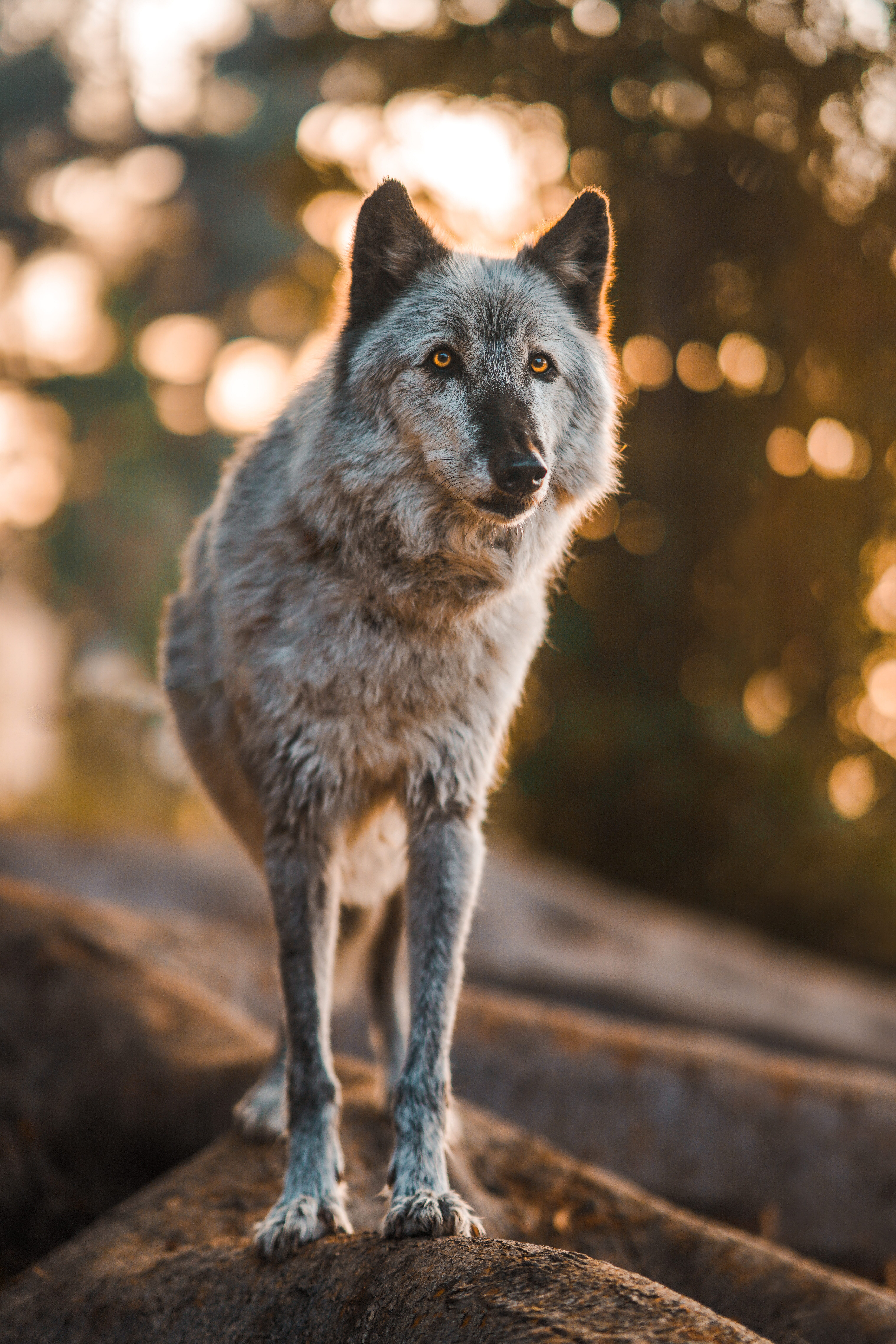 A glossy print of Rogue the wolfdog.