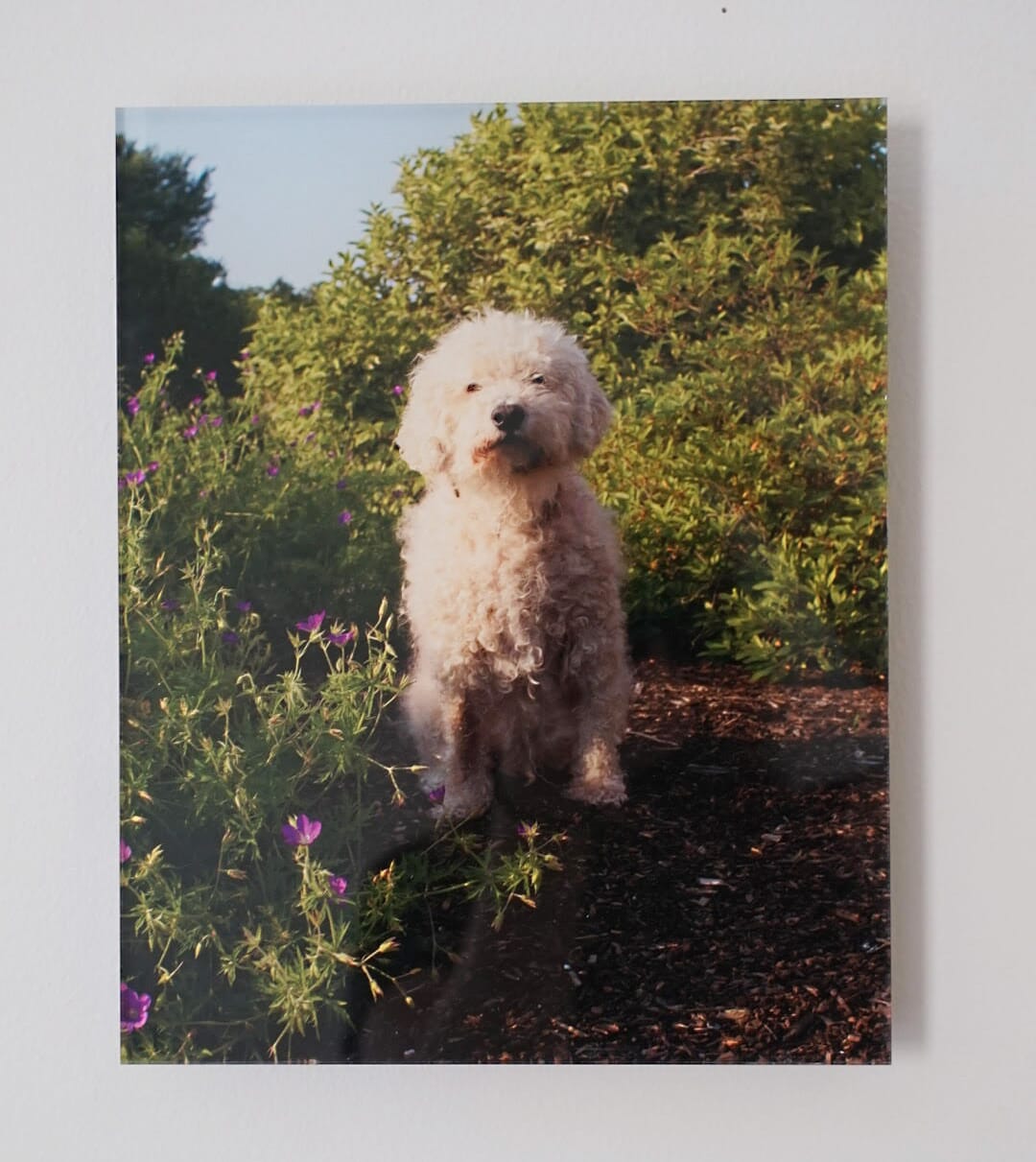 The finished product! I couldn't be happier with my Printique acrylic photo