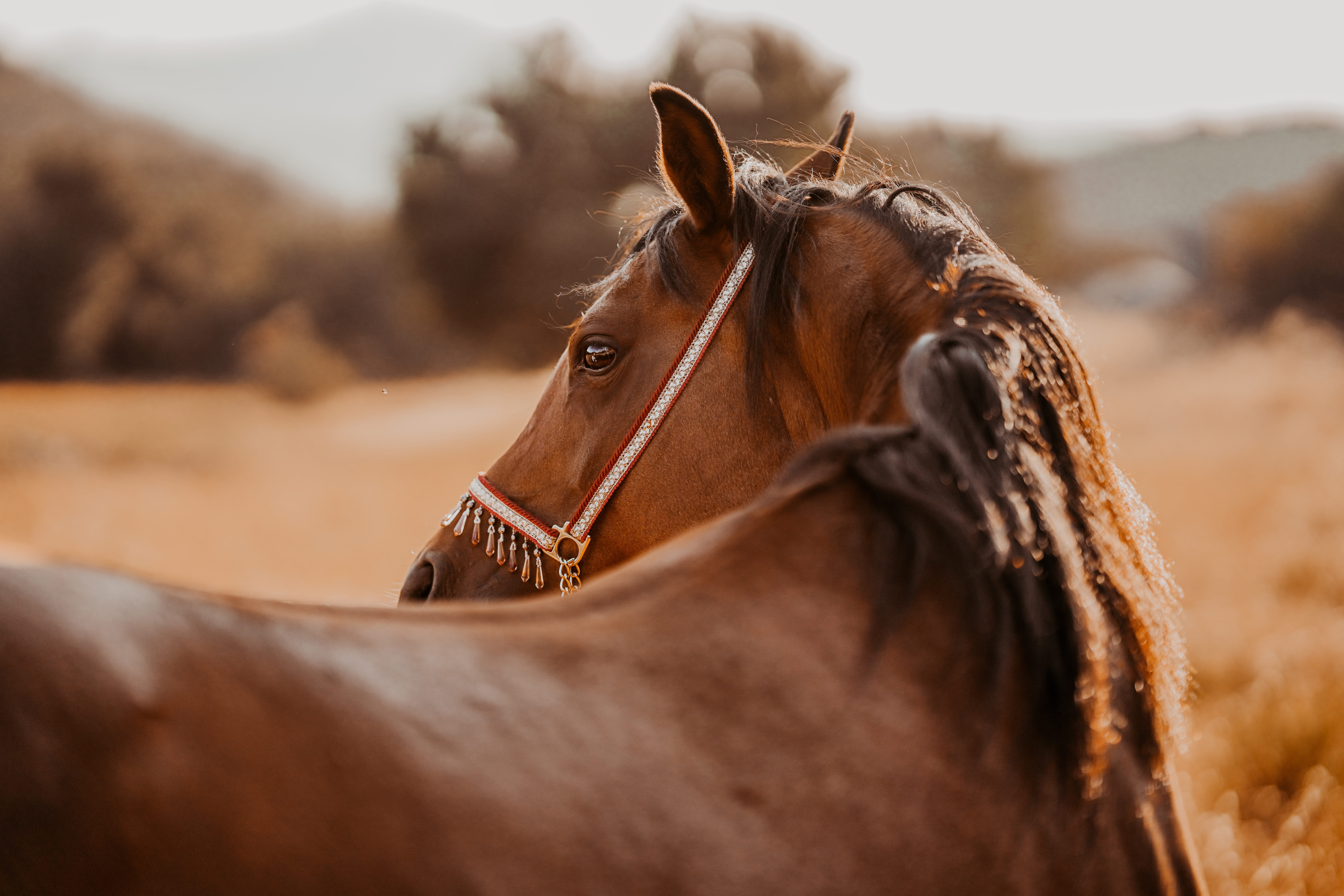 Model: Danni Cardiff's Arabian mare