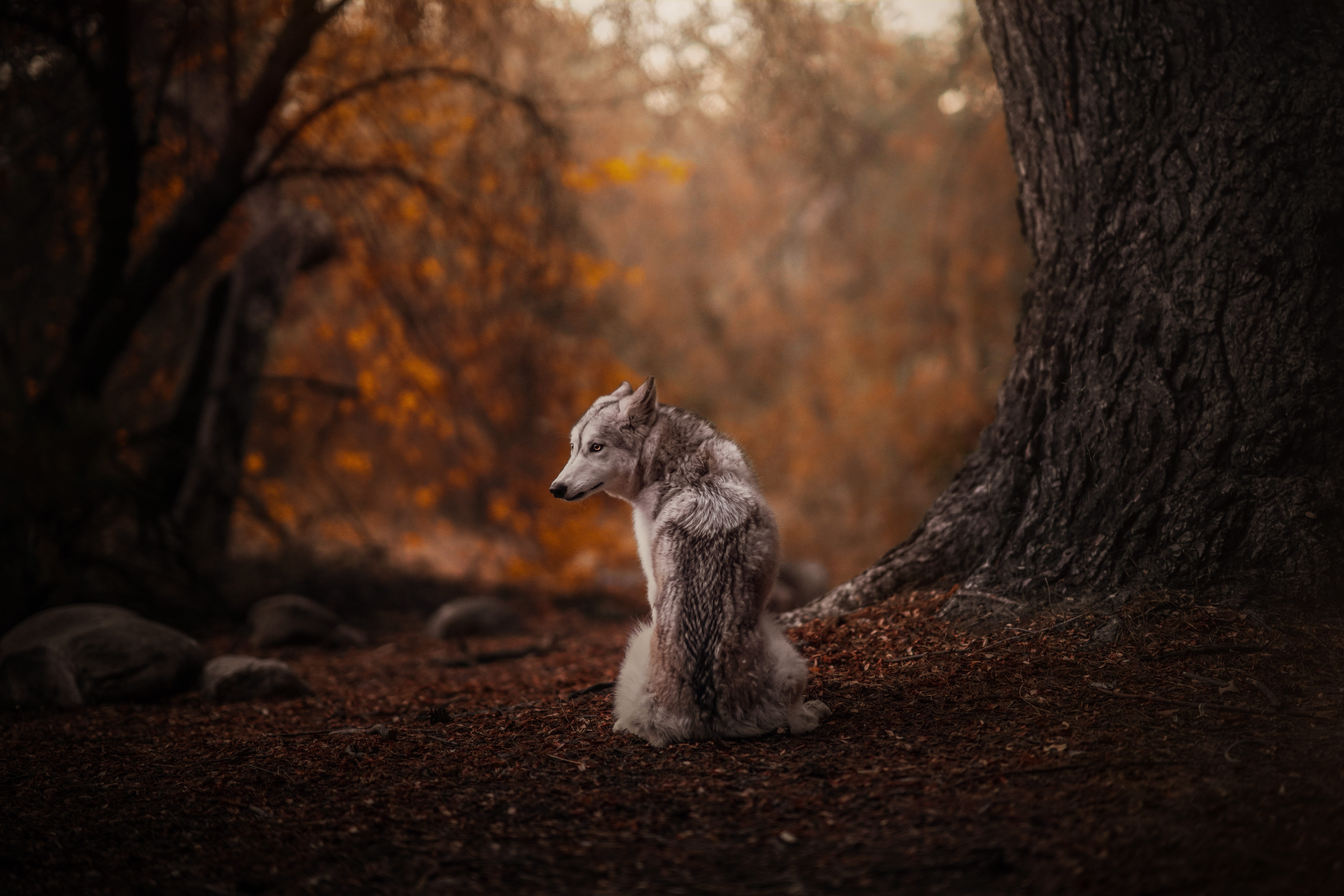 a husky poses in the forest