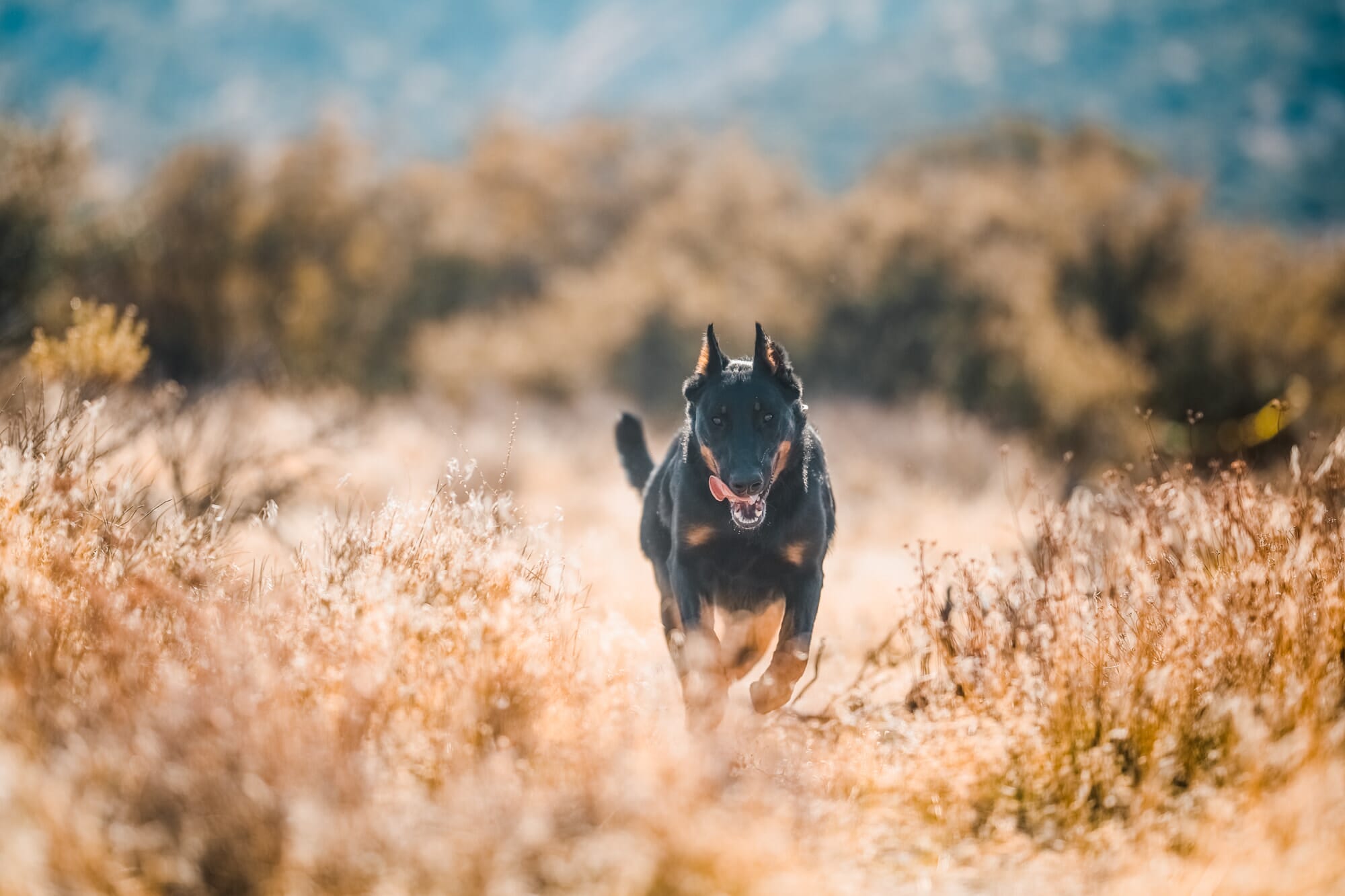 dog running through a field