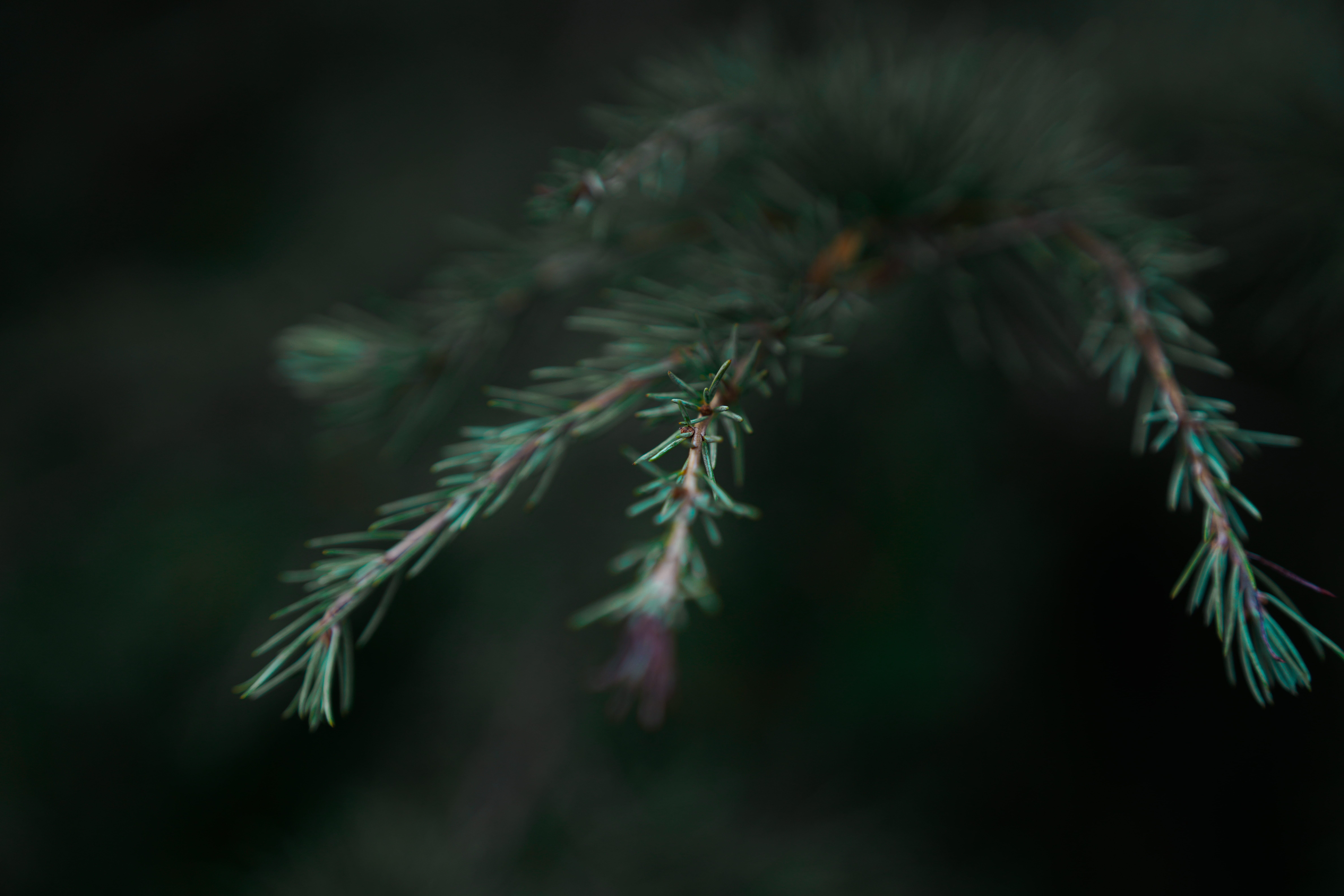 shallow depth of field tree branch