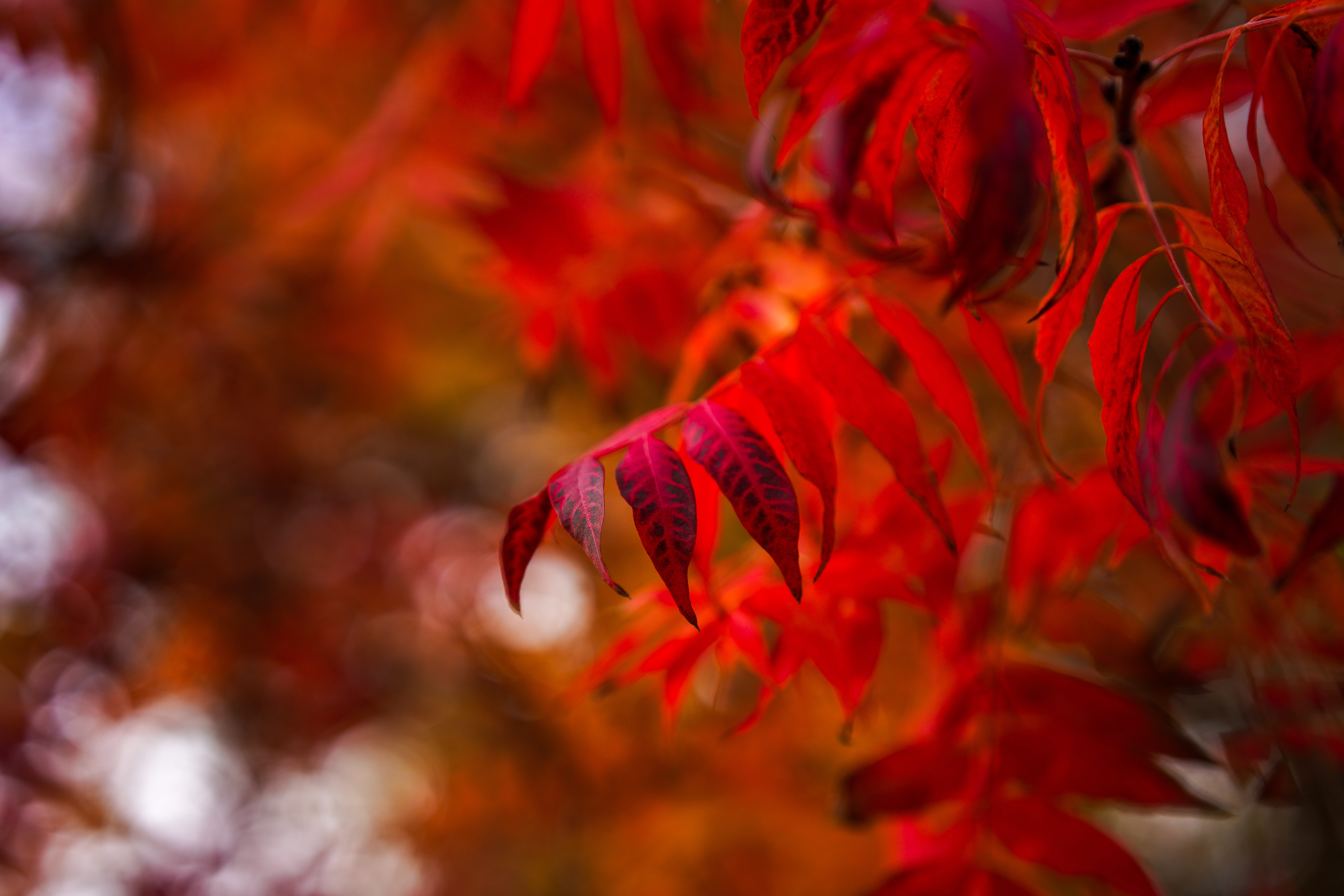 red leaves in shallow focus