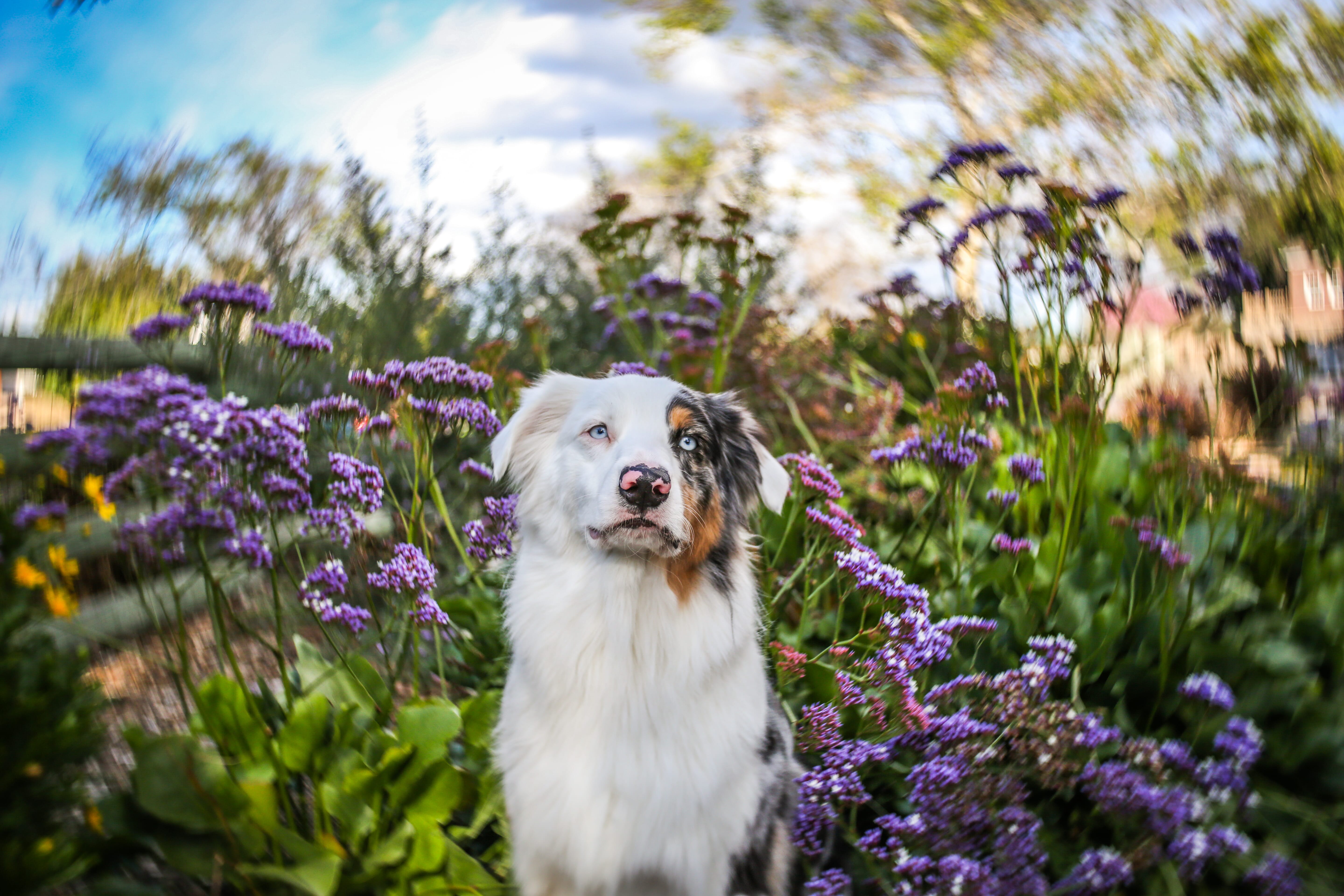 dog sitting among flowers