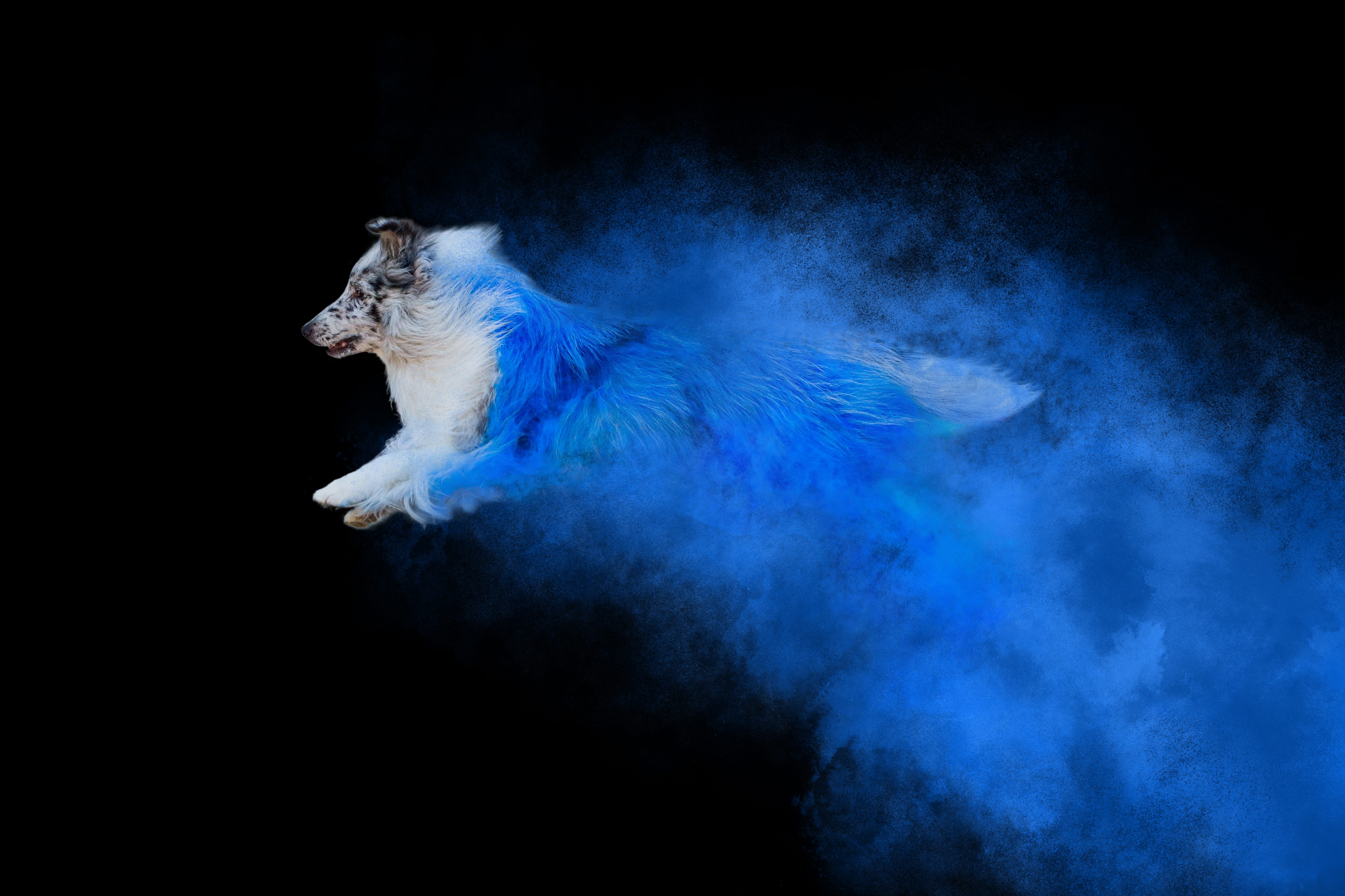 Dog leaping in the air