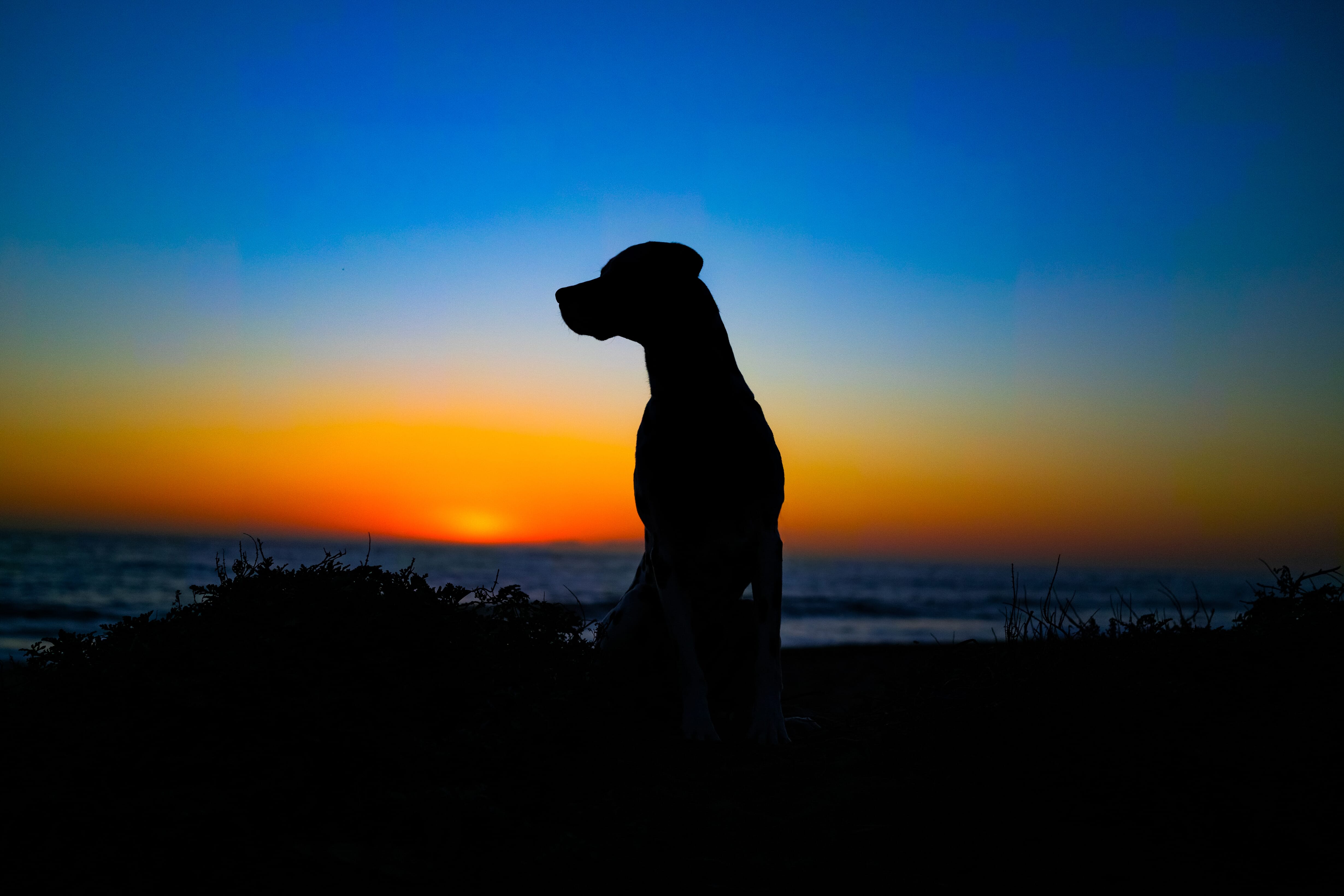 dog silhouette