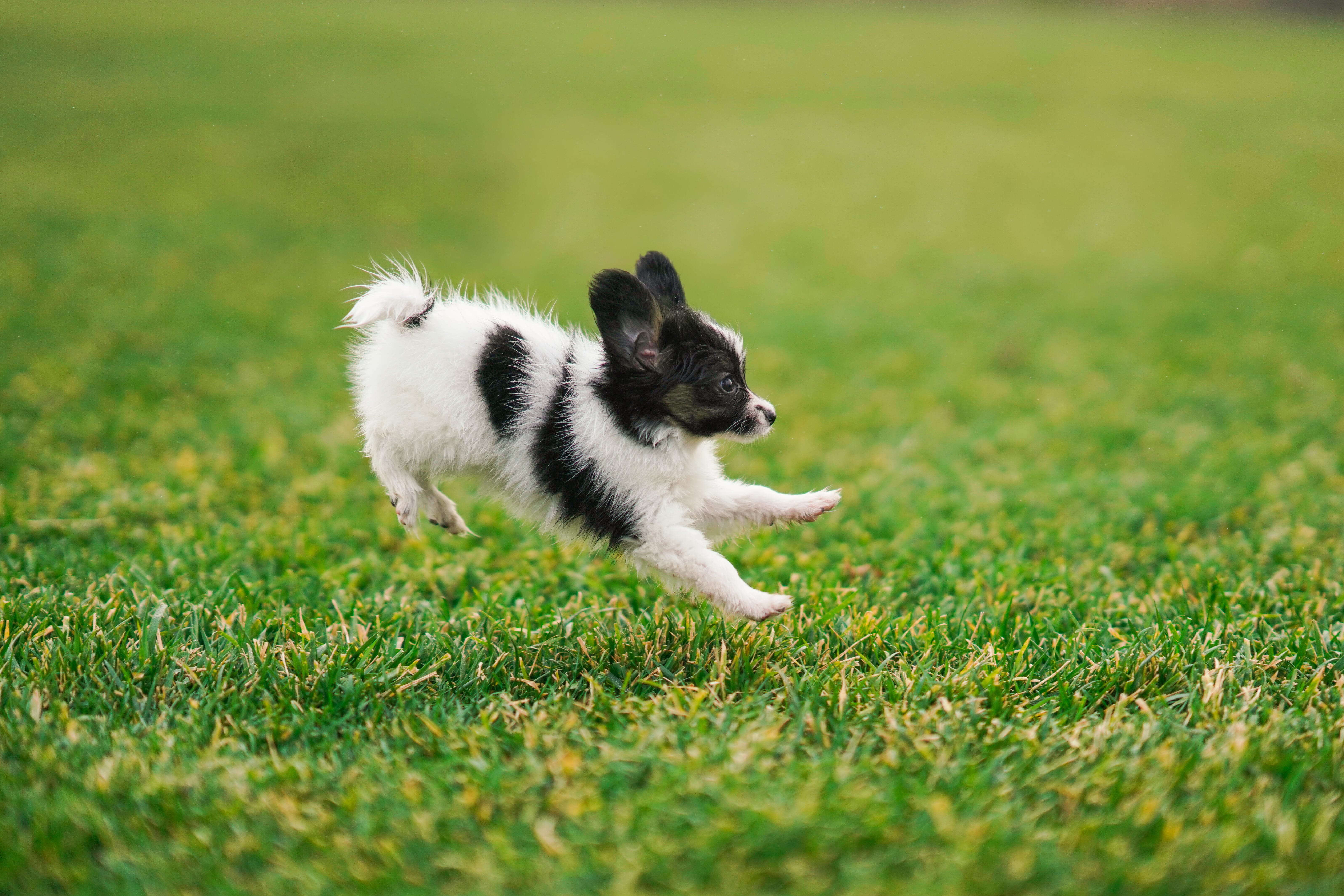puppy running on the grass