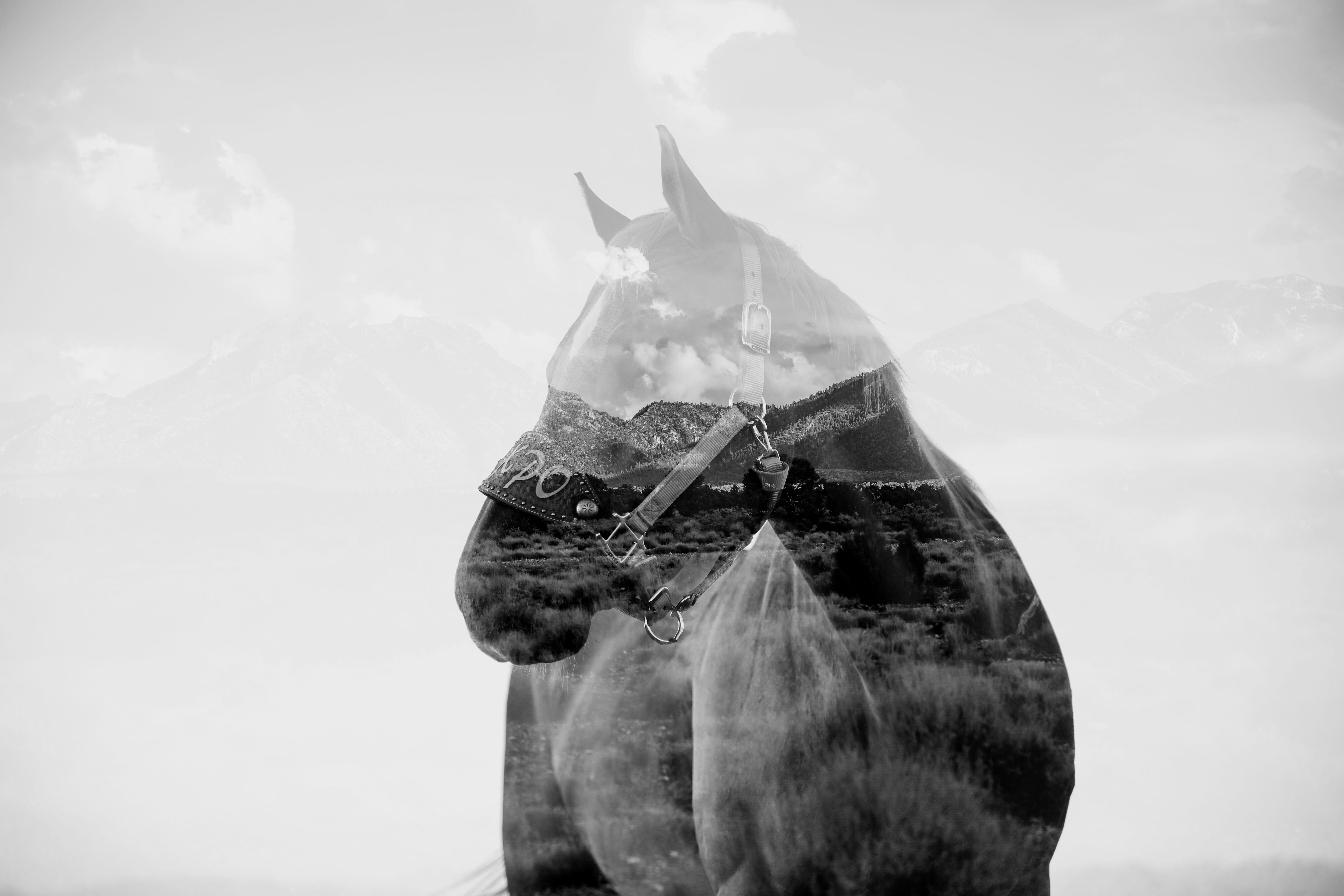 horse double exposure
