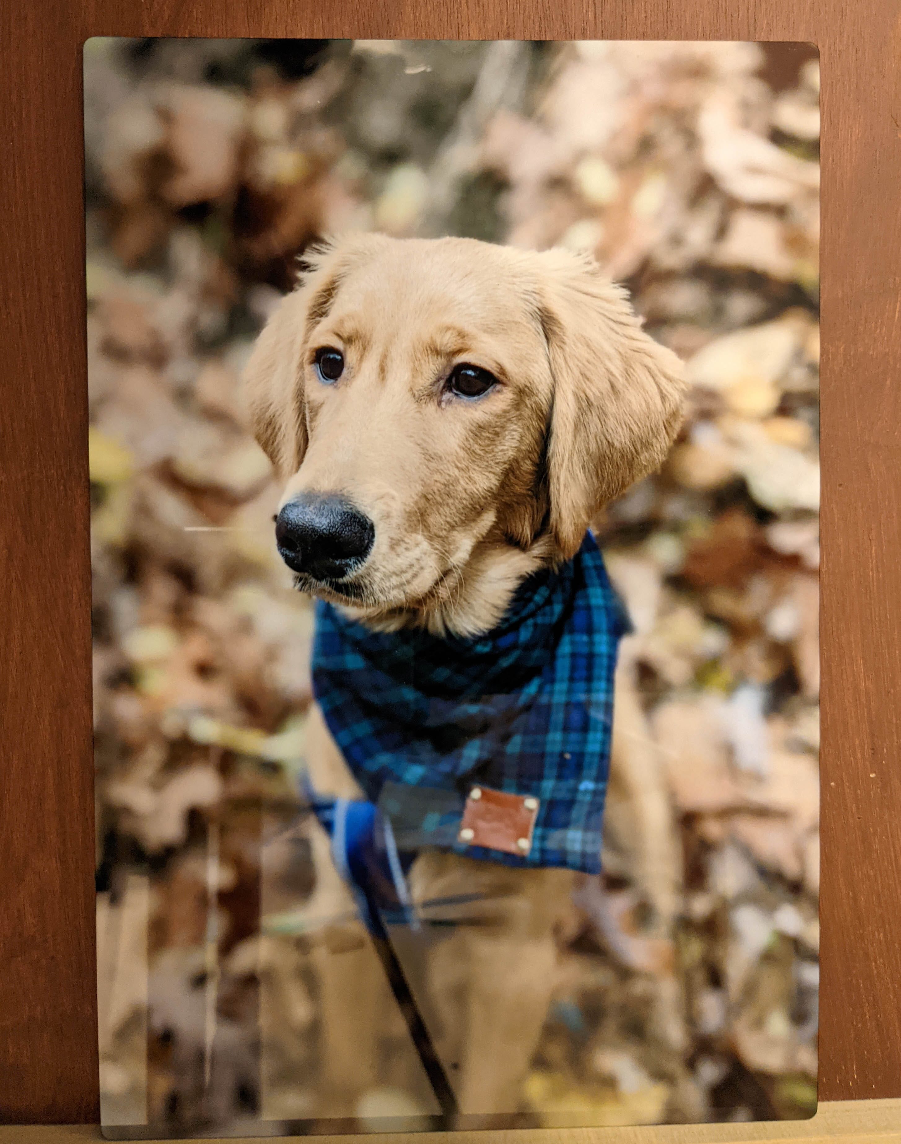 dog metal print