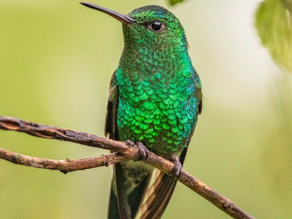 q09 b