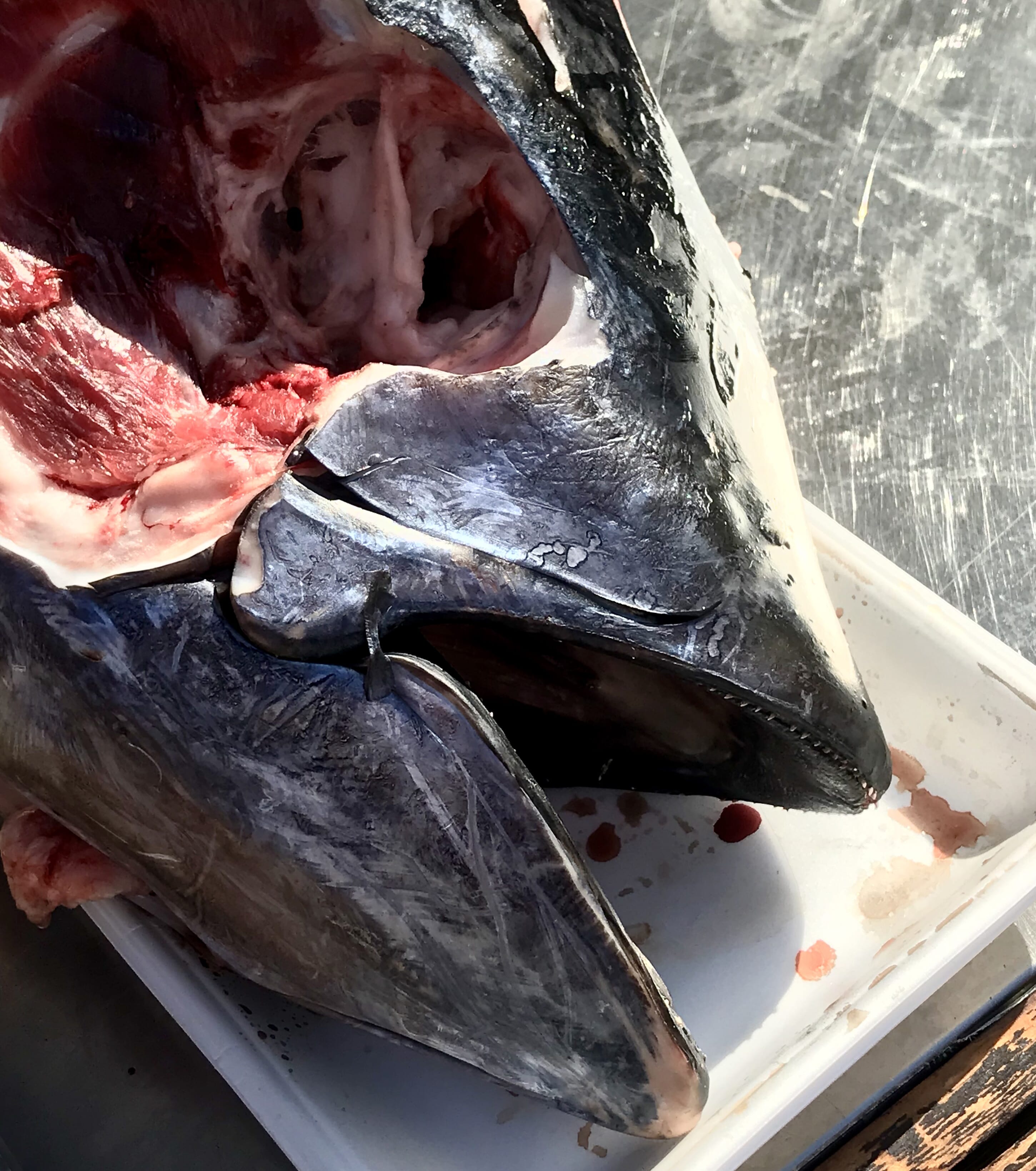Fish on a market - photographing Japan
