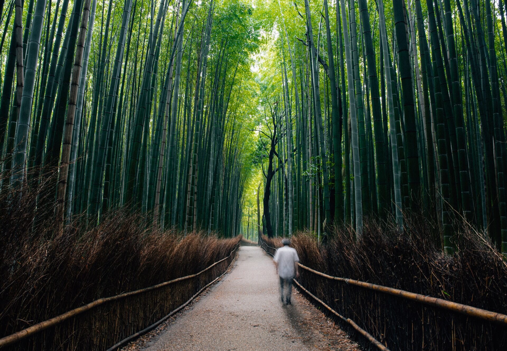 A path through the trees at Arashiyama Bamboo Forest