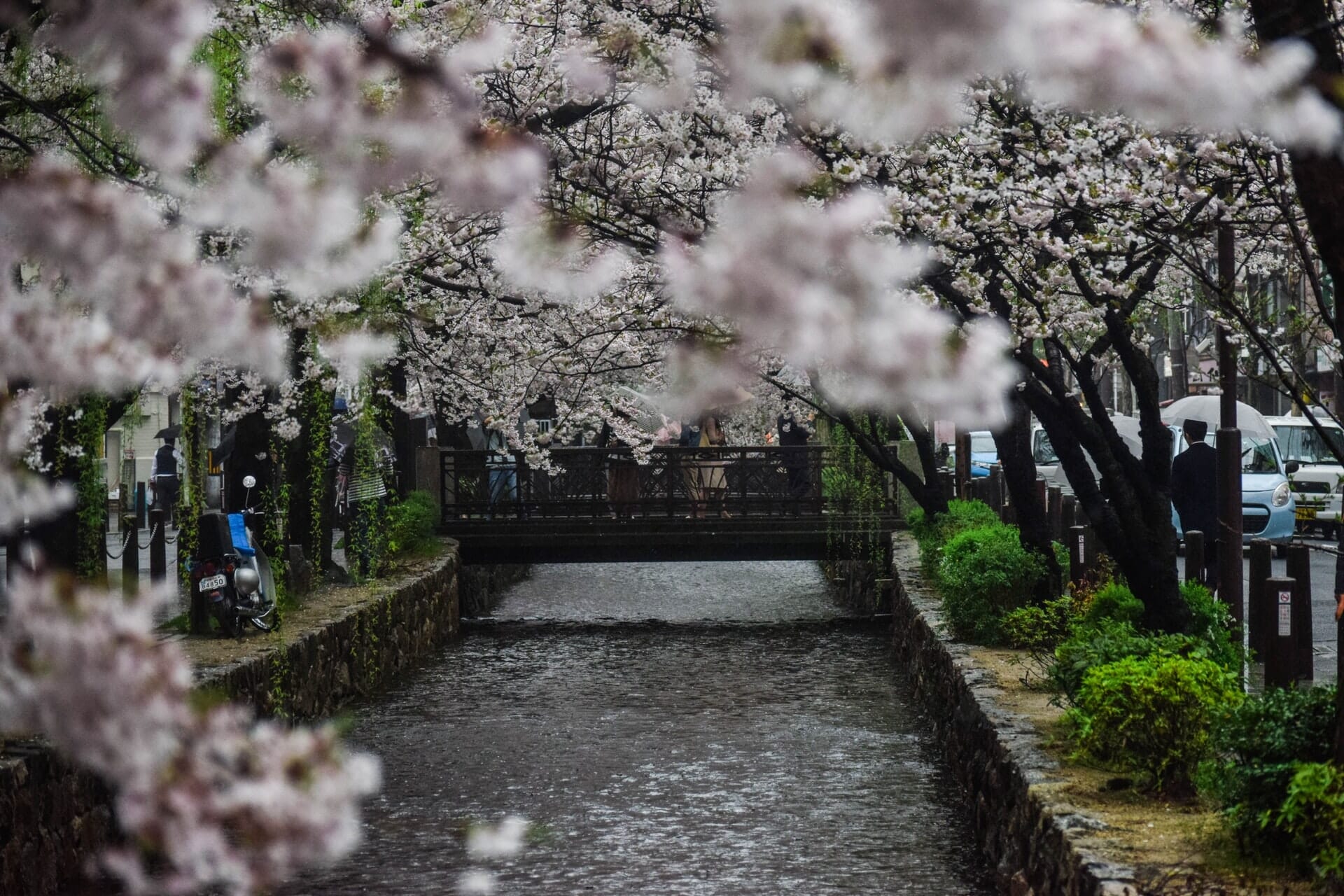 Springtime cherry blossoms along Kiyamachi-dori